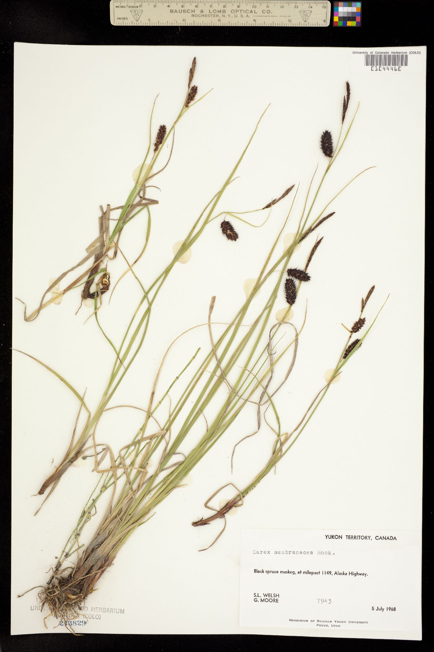 Carex membranacea image