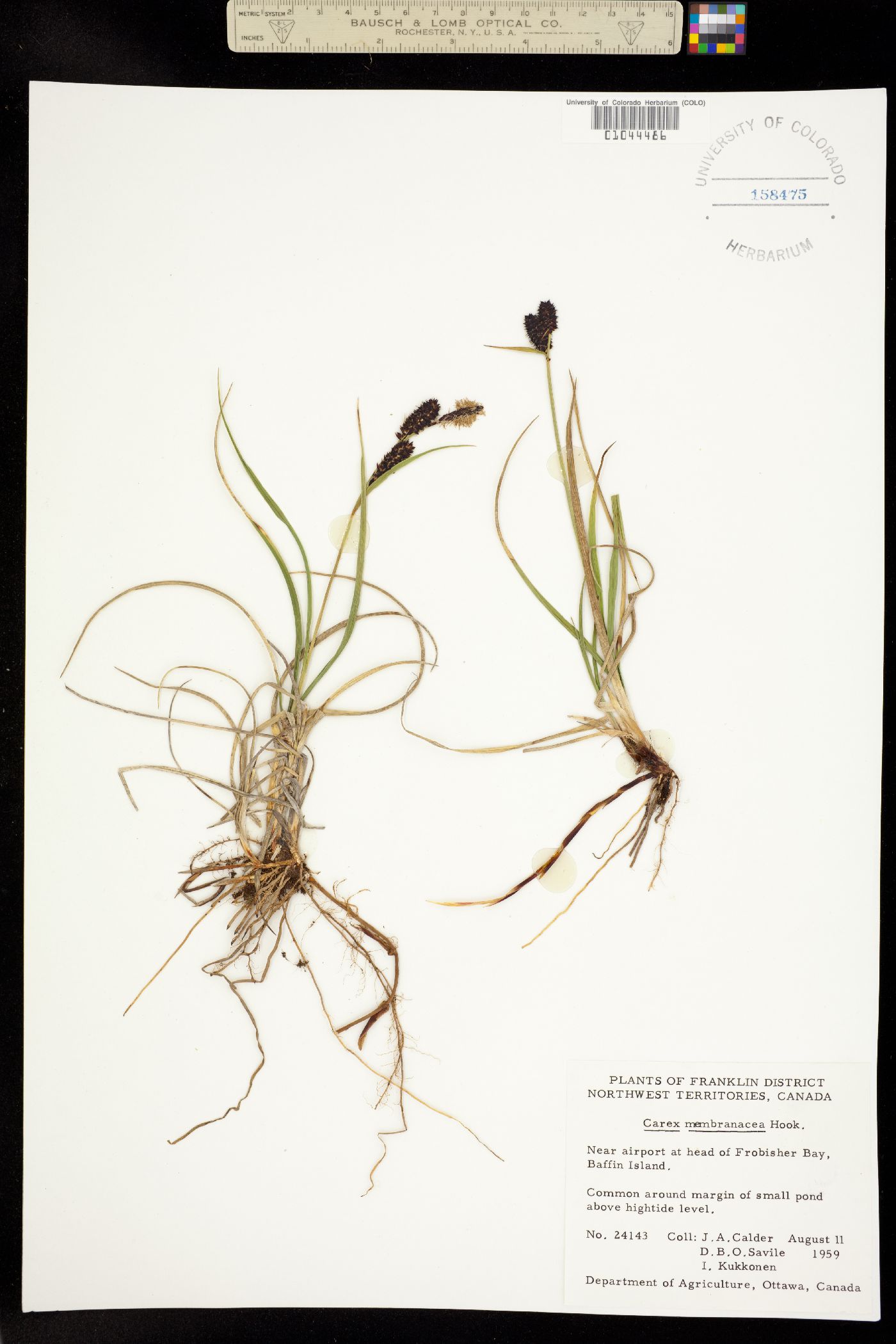 Carex membranacea image