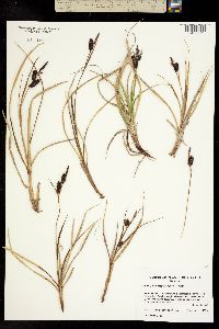 Carex membranacea image