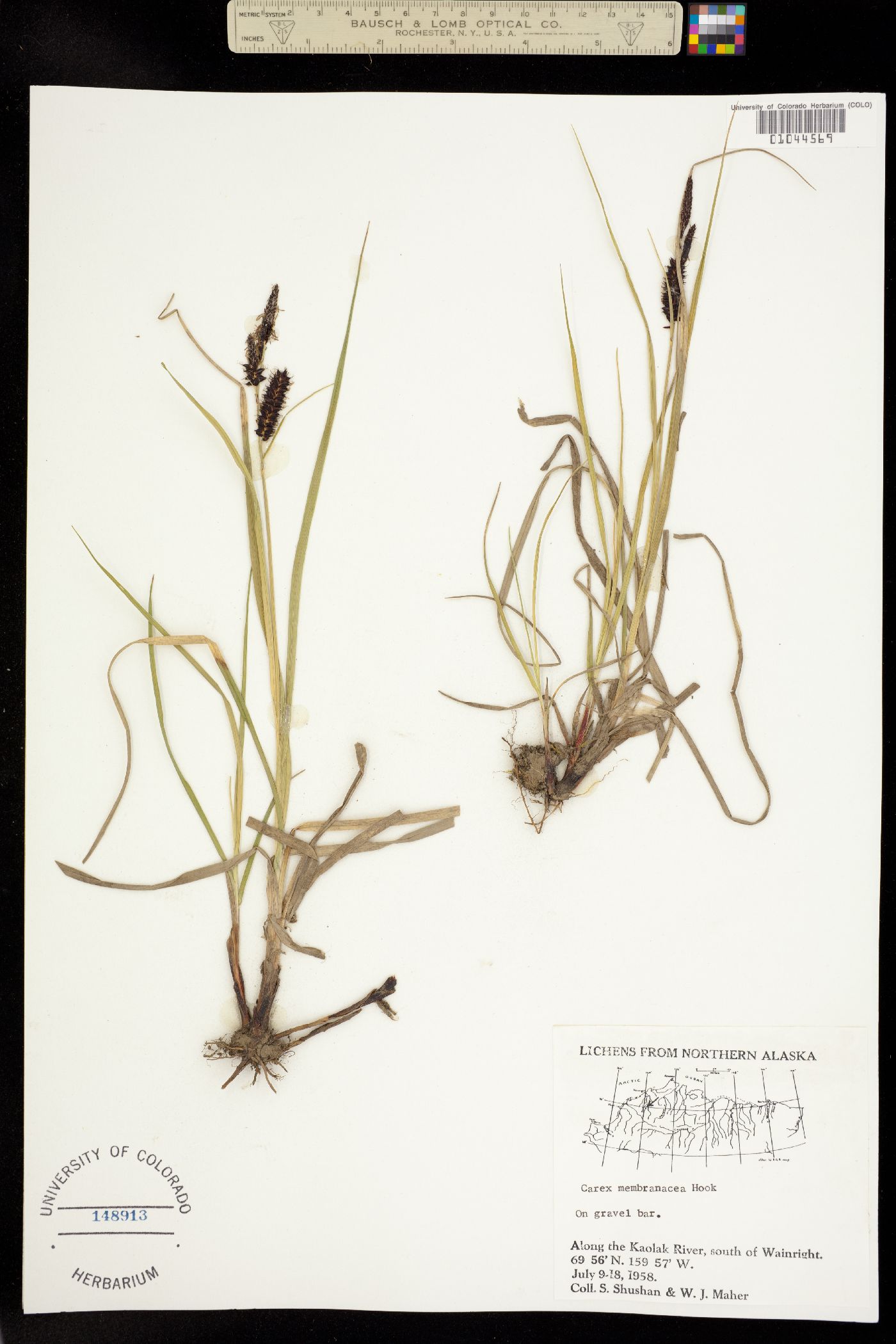 Carex membranacea image