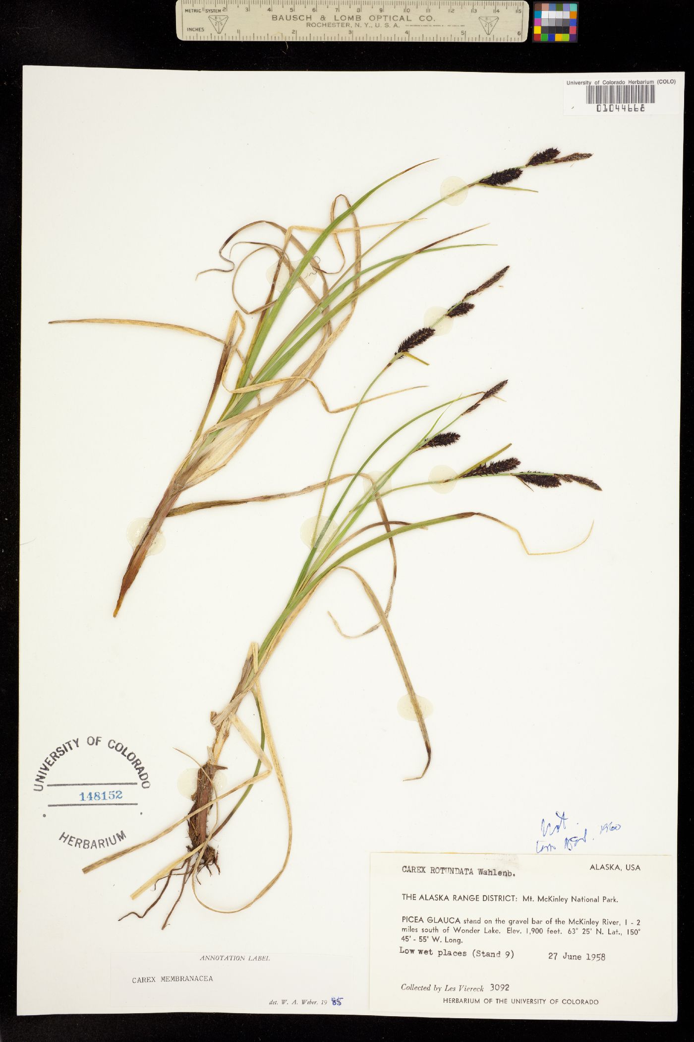 Carex membranacea image