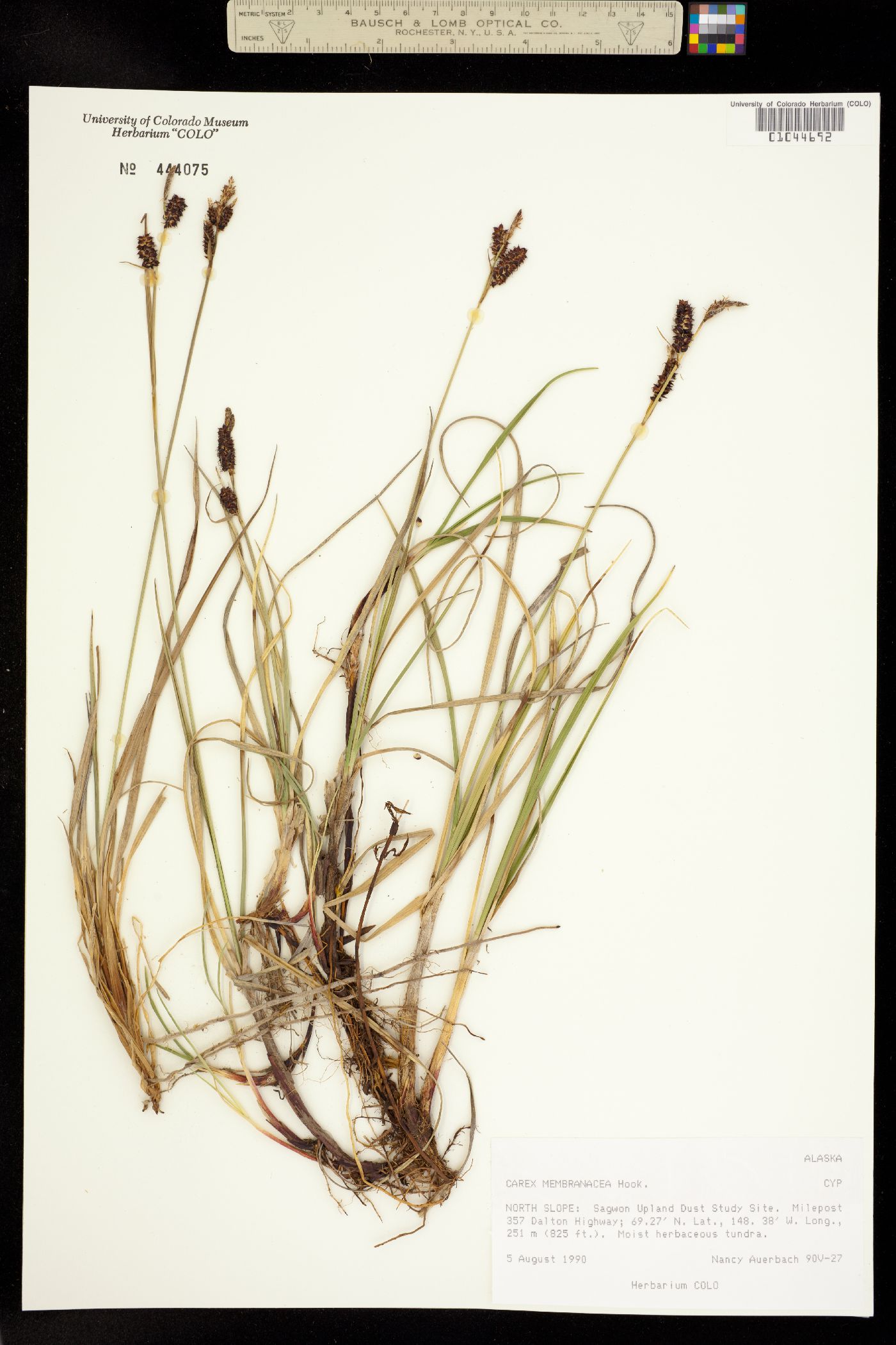 Carex membranacea image