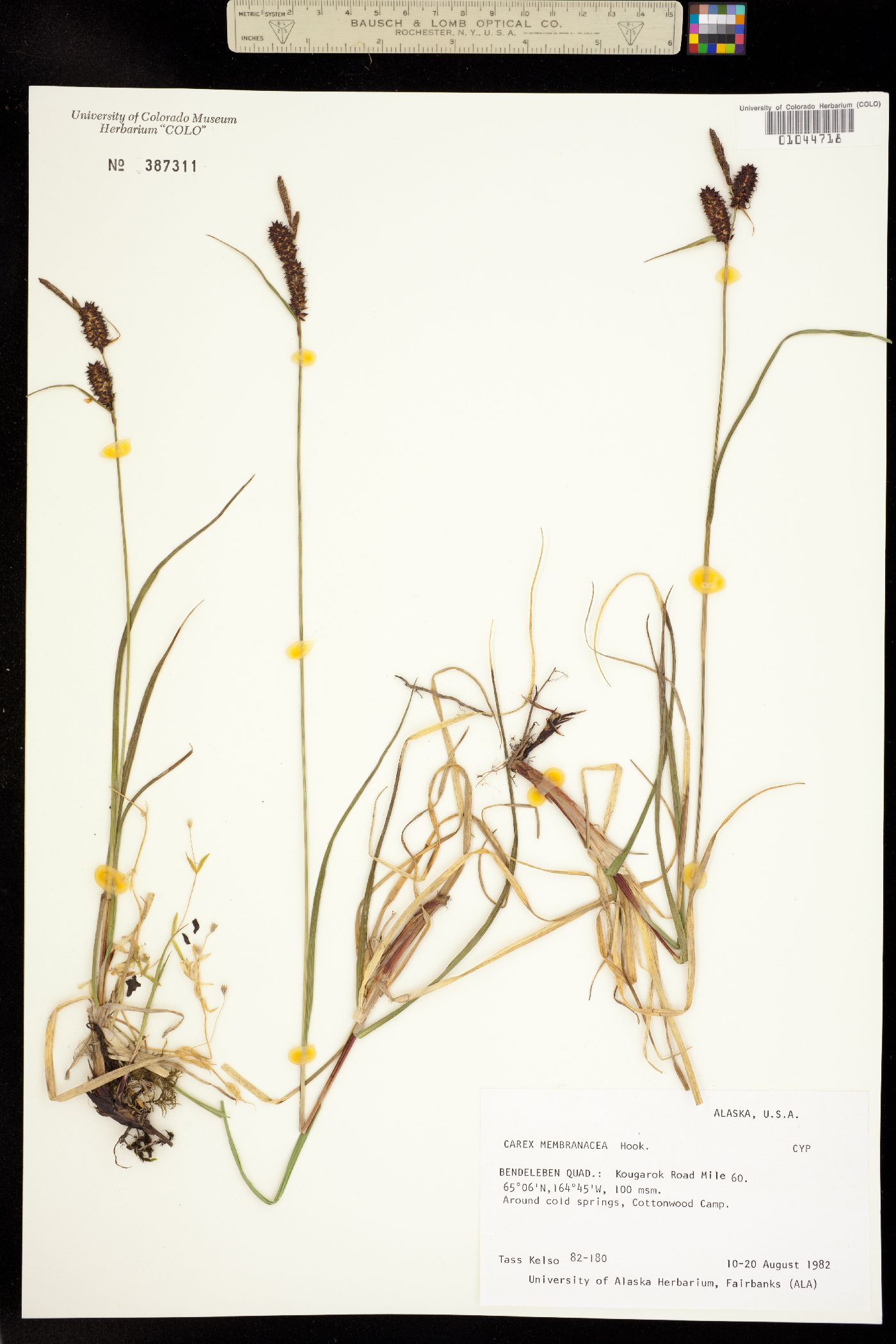 Carex membranacea image