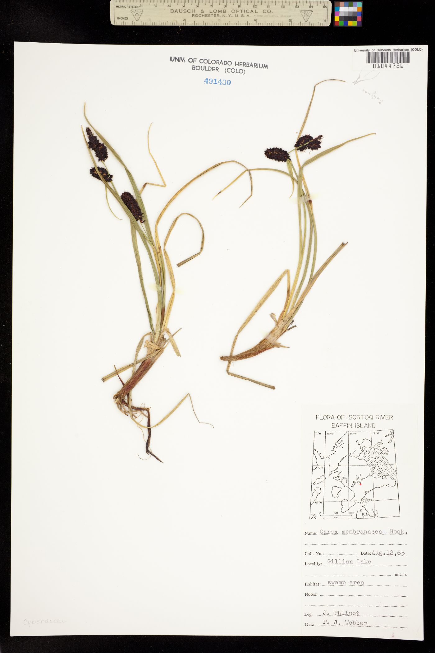 Carex membranacea image