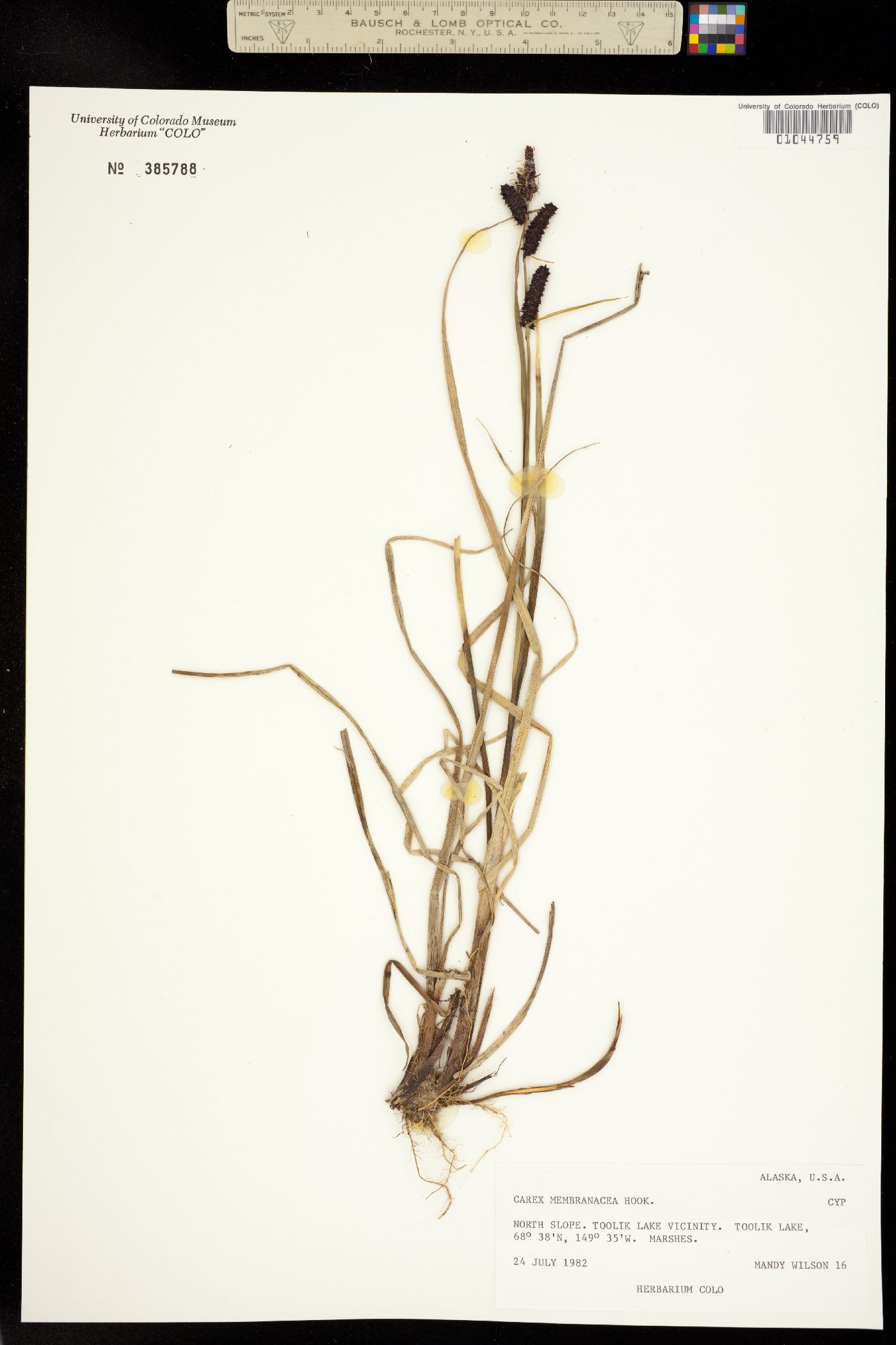 Carex membranacea image