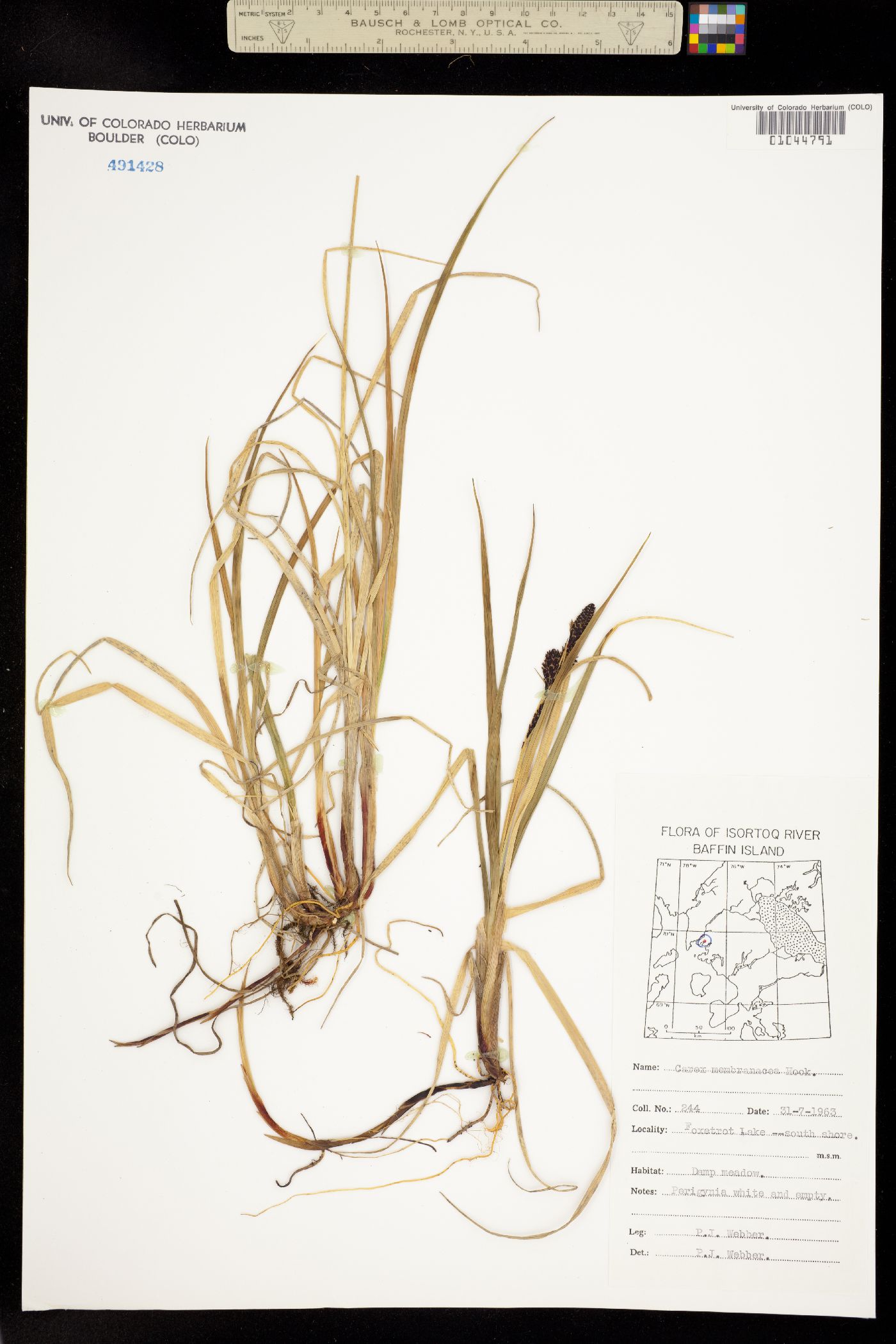 Carex membranacea image