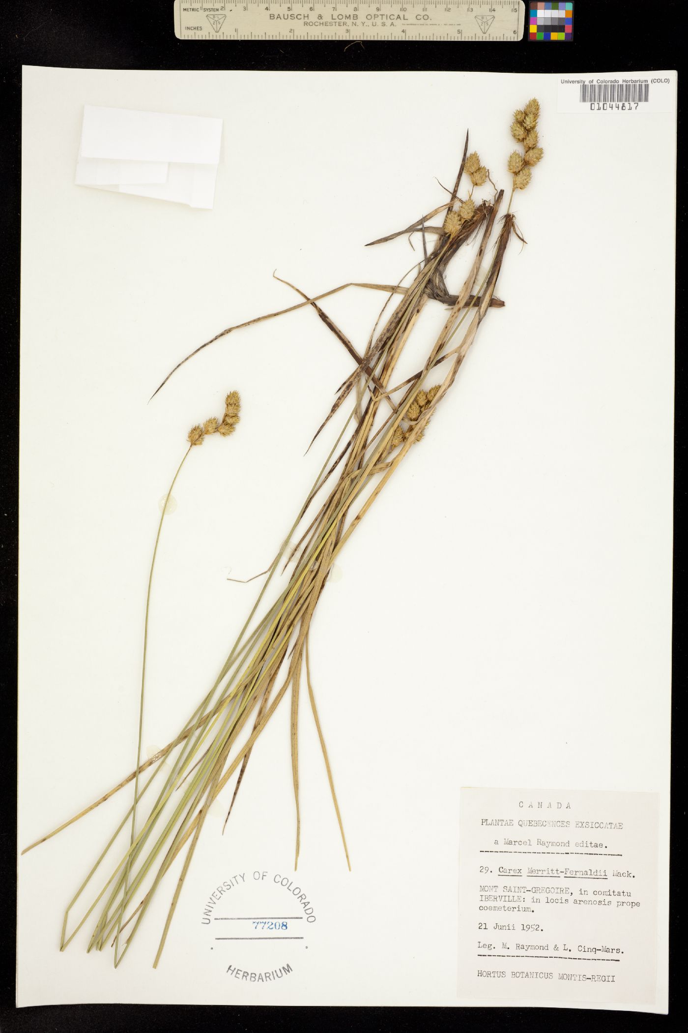 Carex merritt-fernaldii image