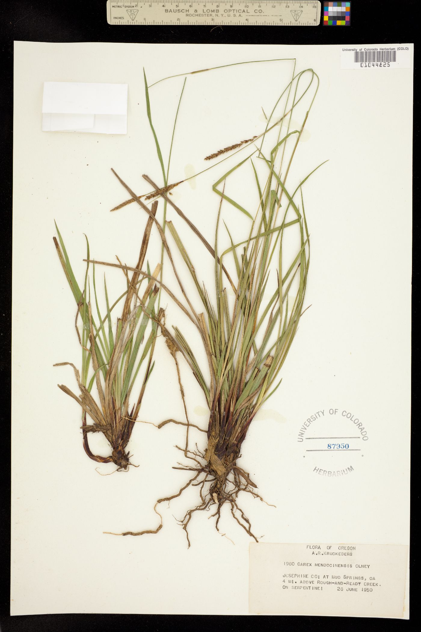 Carex mendocinensis image