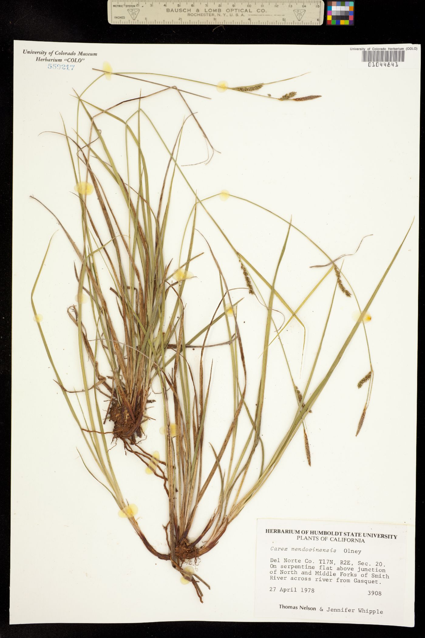 Carex mendocinensis image