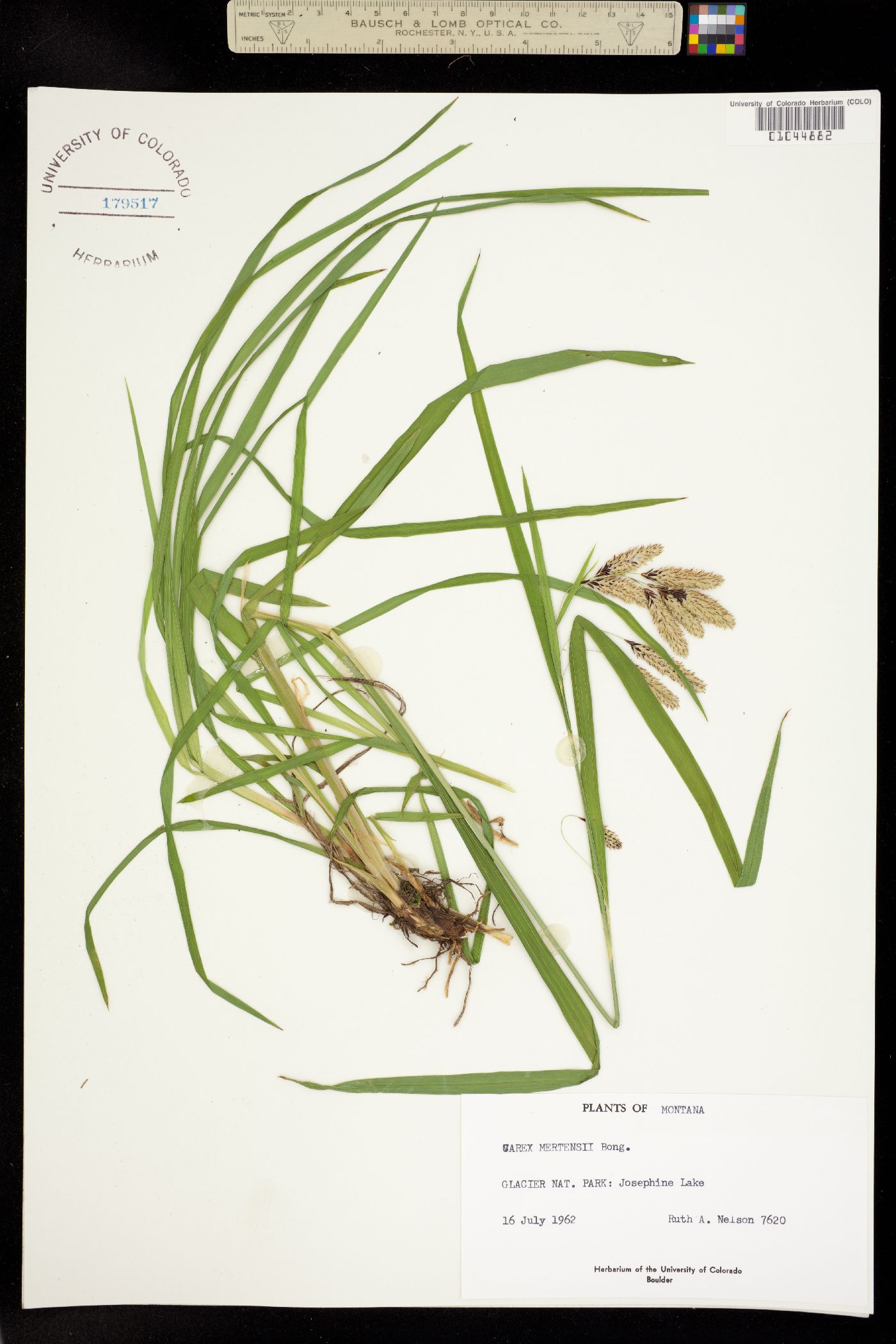 Carex mertensii image
