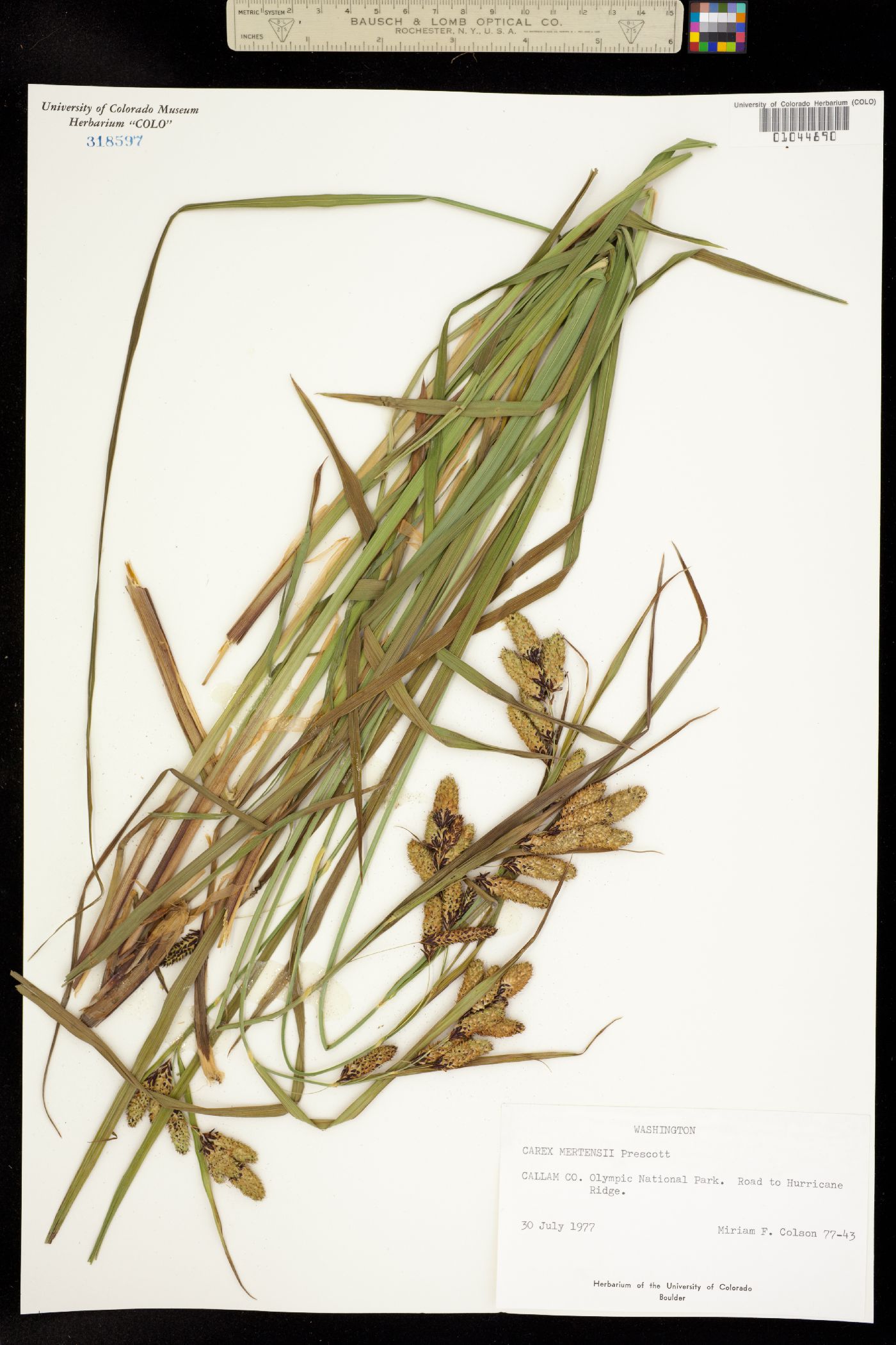 Carex mertensii image