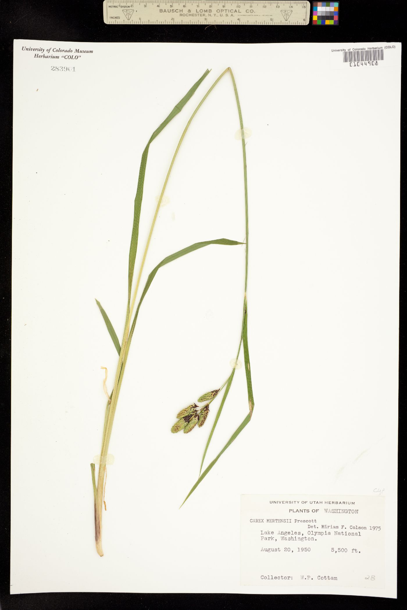 Carex mertensii image