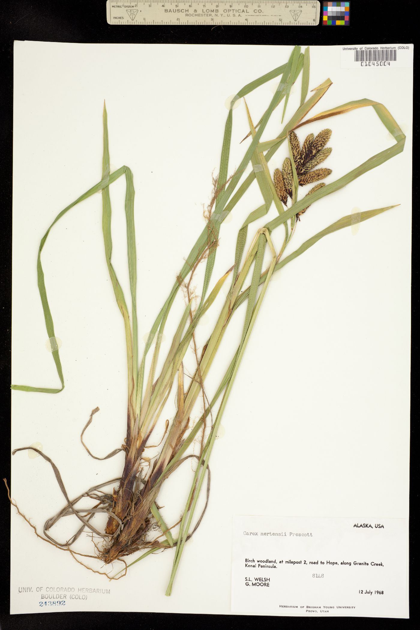 Carex mertensii image