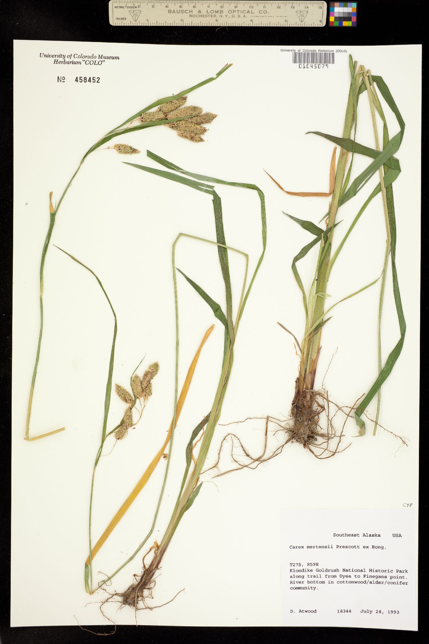 Carex mertensii image