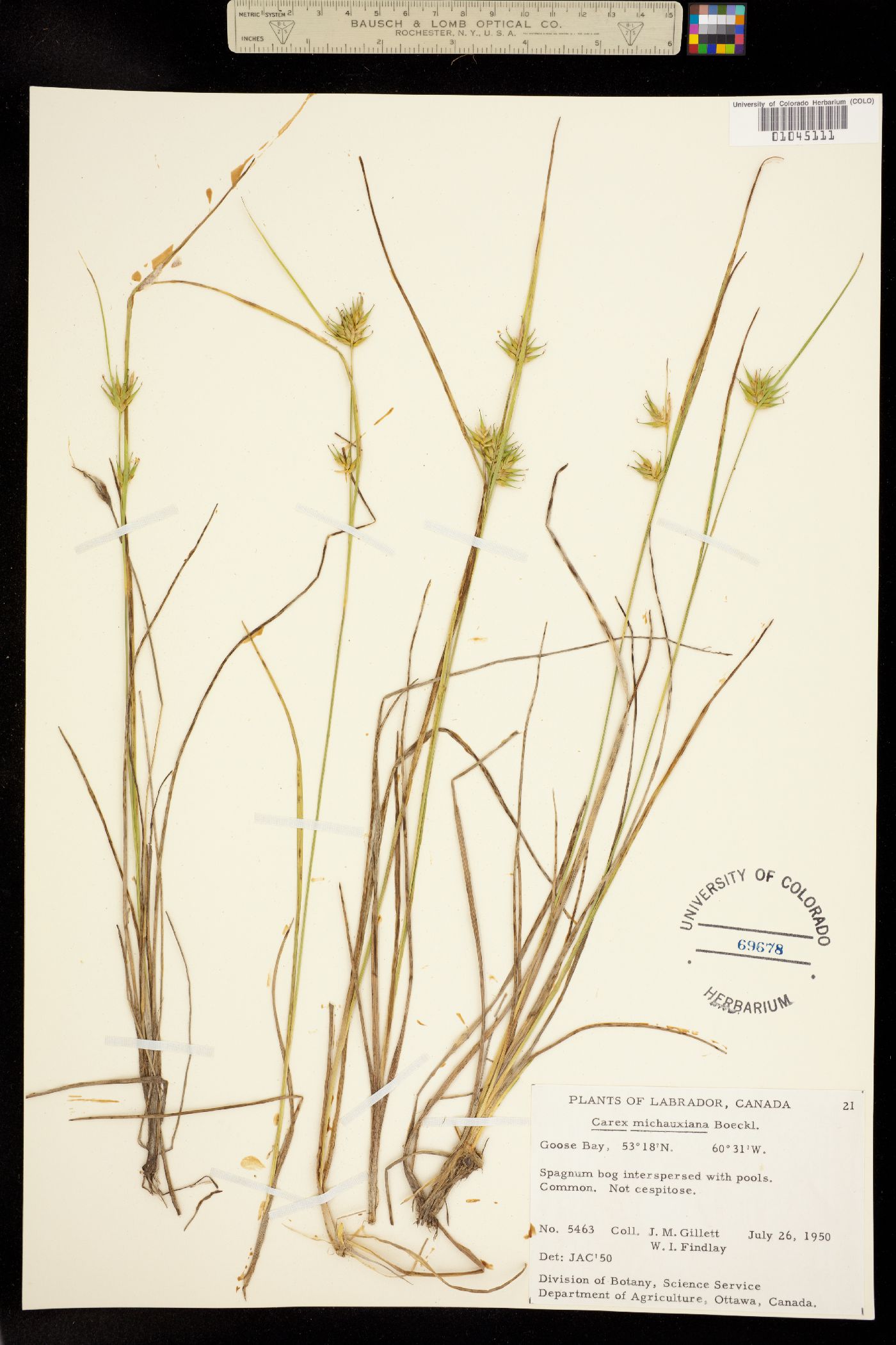 Carex michauxiana image