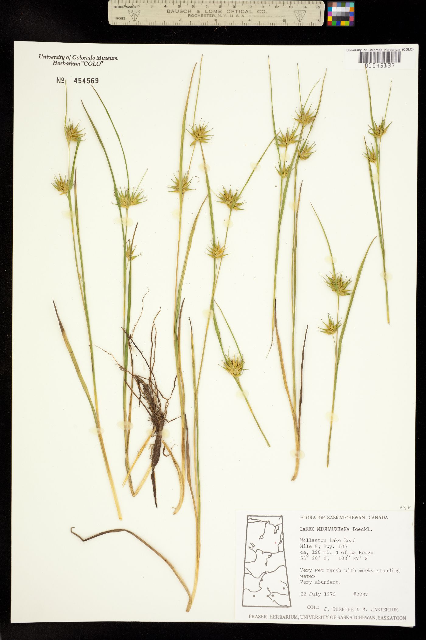 Carex michauxiana image