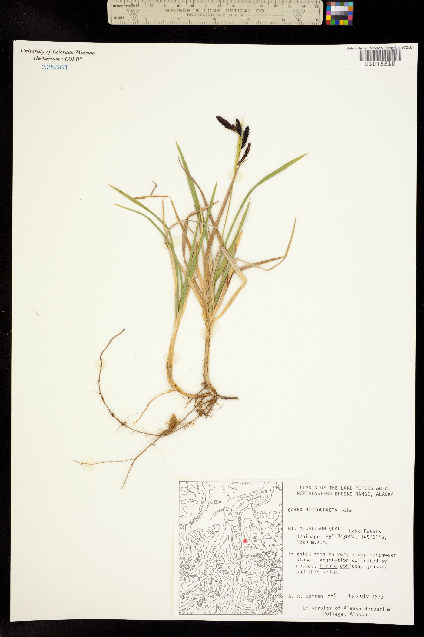 Carex microchaeta image