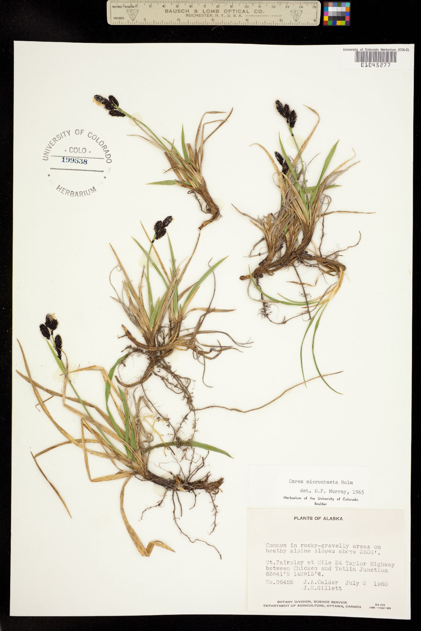 Carex microchaeta image