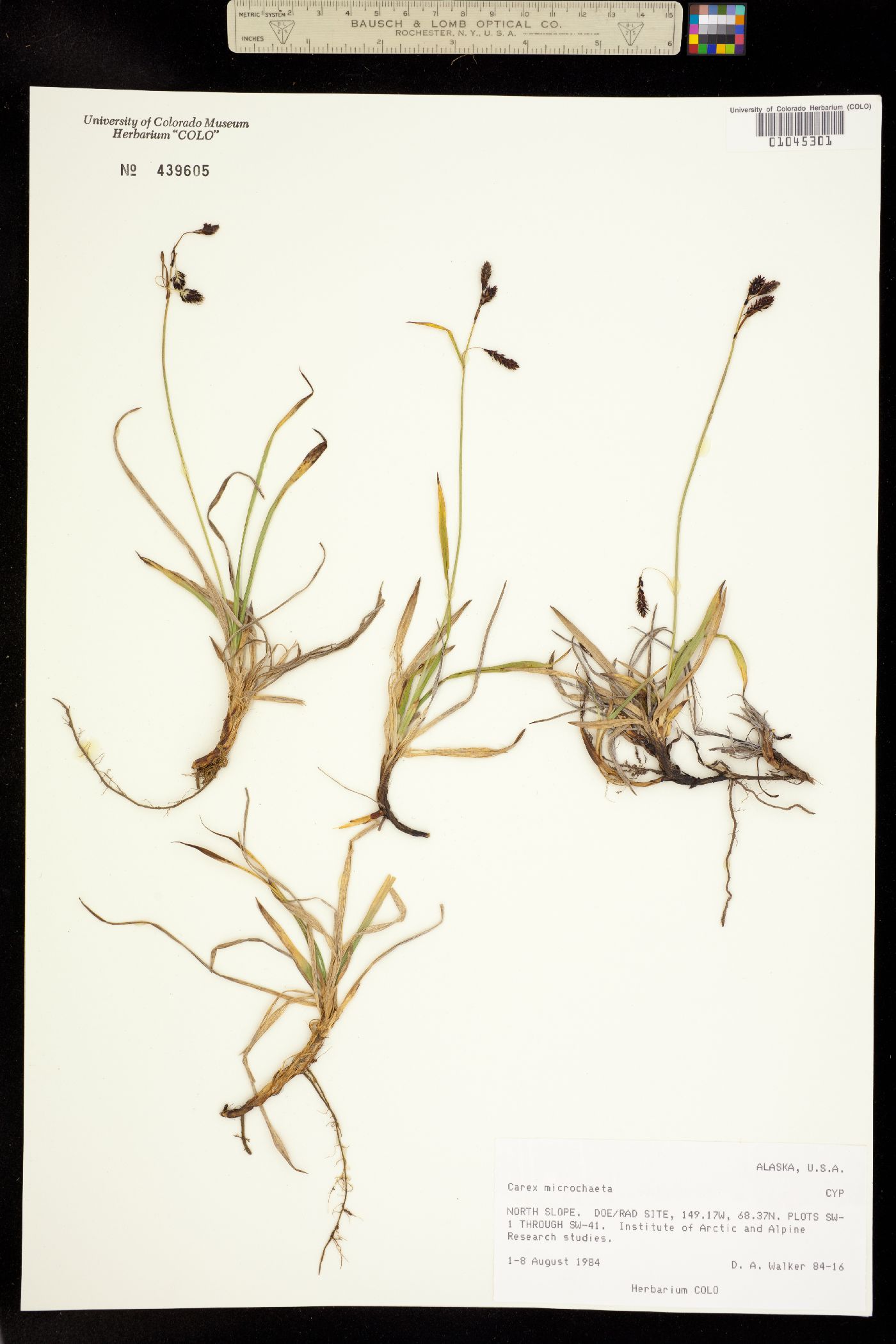 Carex microchaeta image