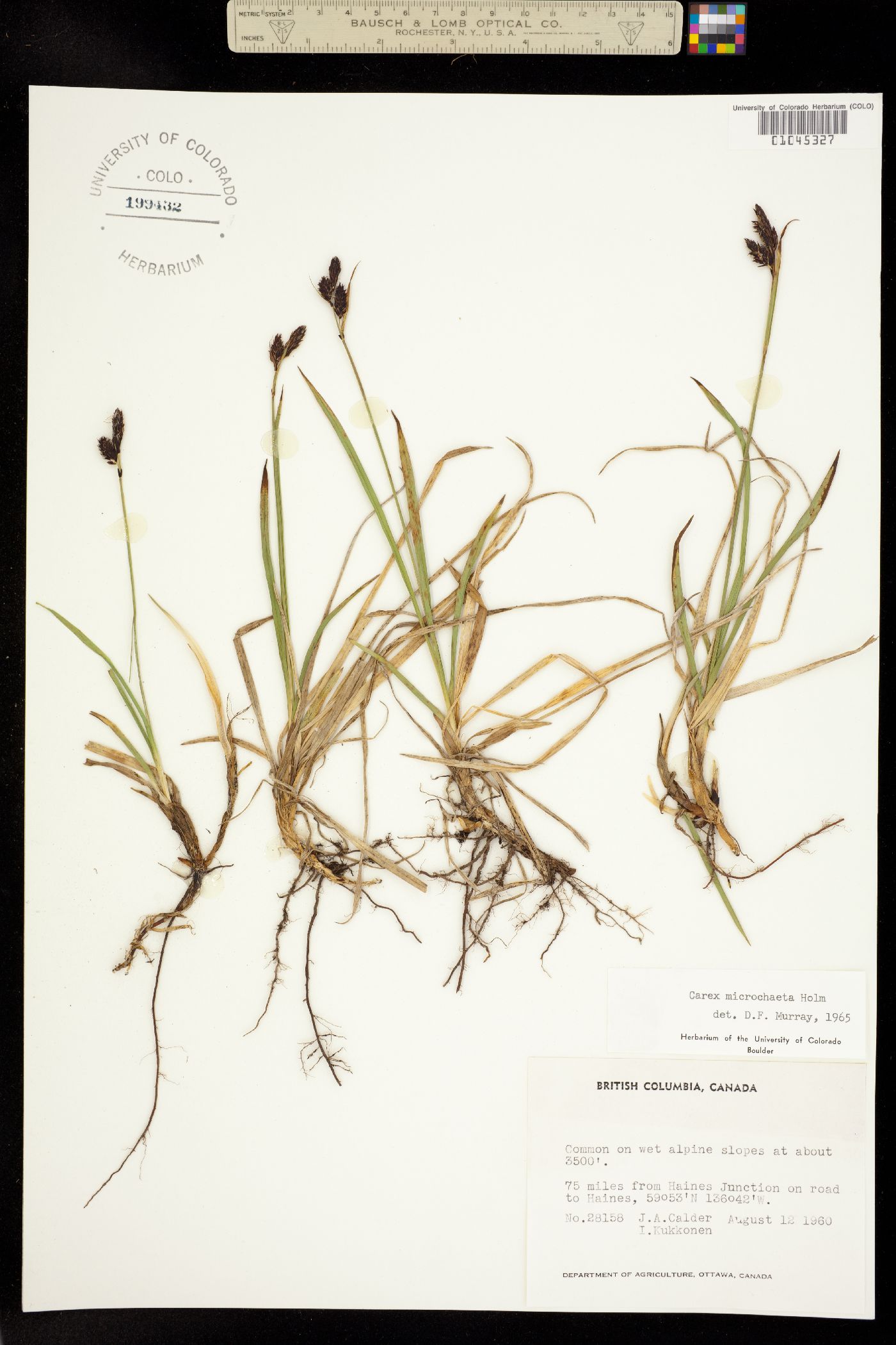 Carex microchaeta image