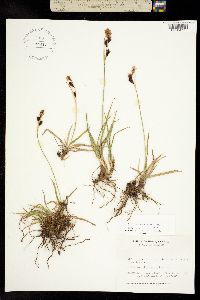 Carex microchaeta image