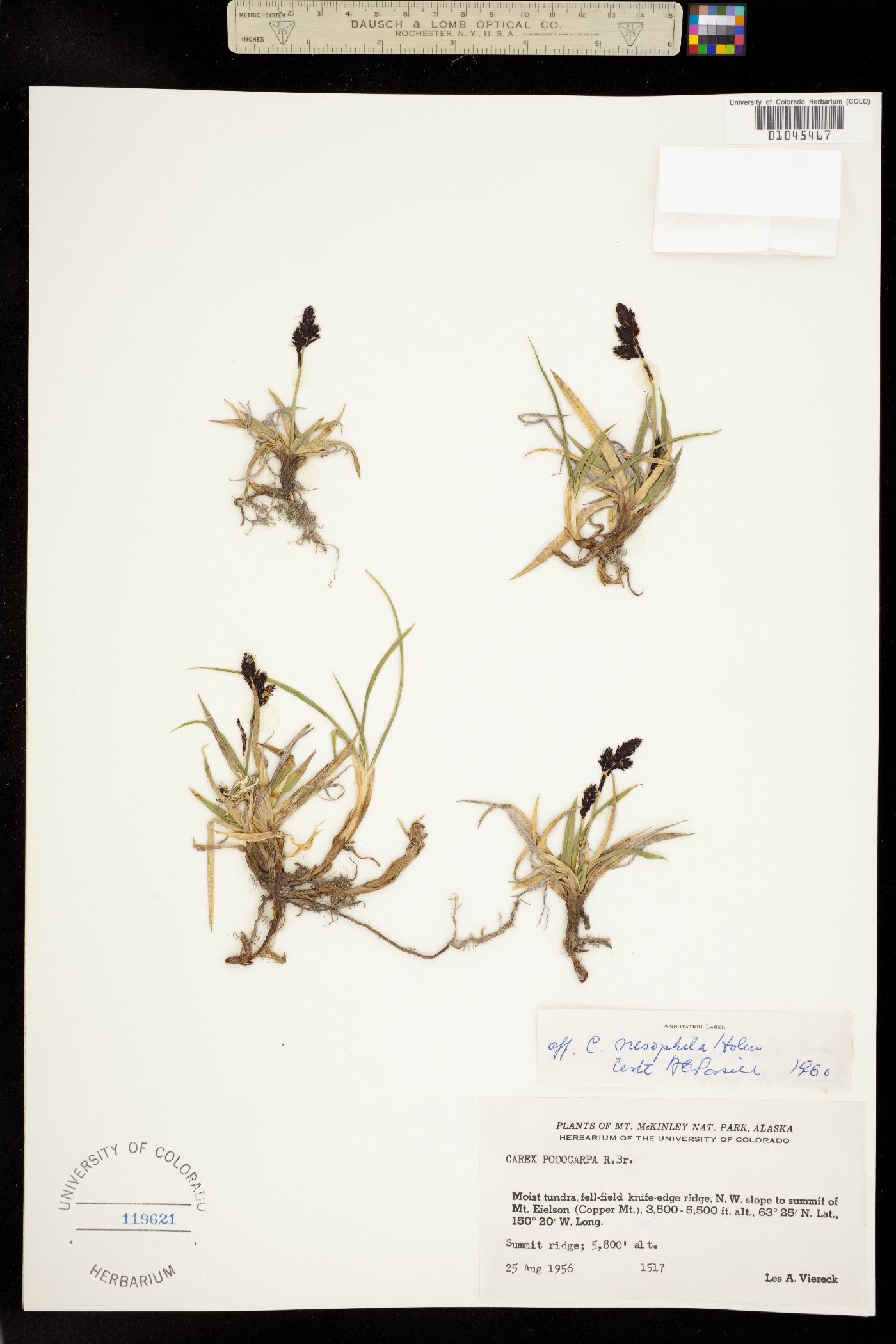 Carex microchaeta image