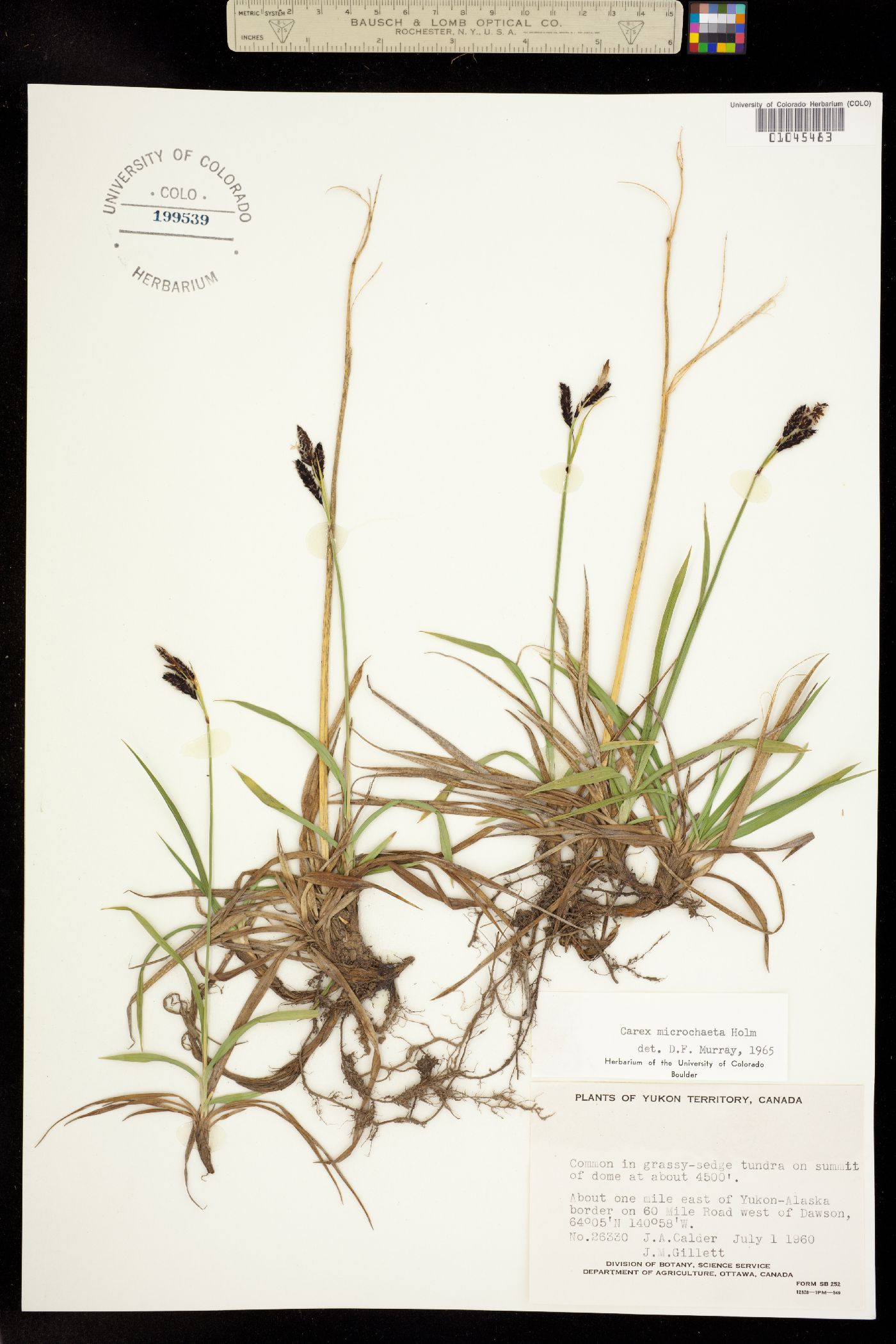 Carex microchaeta image