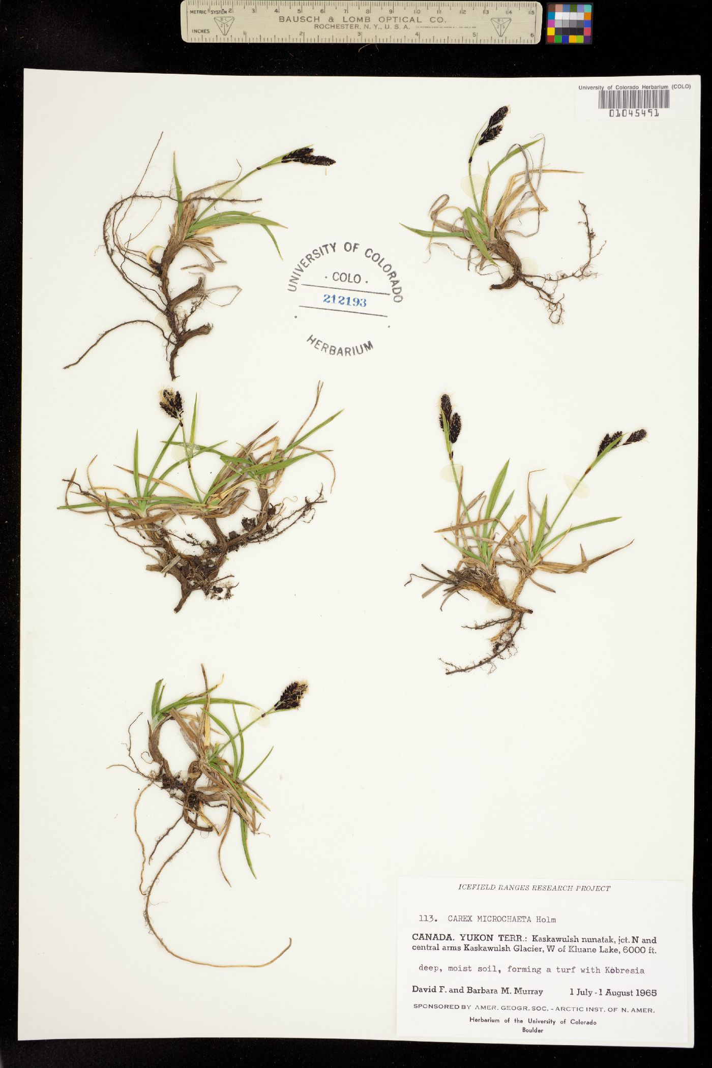 Carex microchaeta image