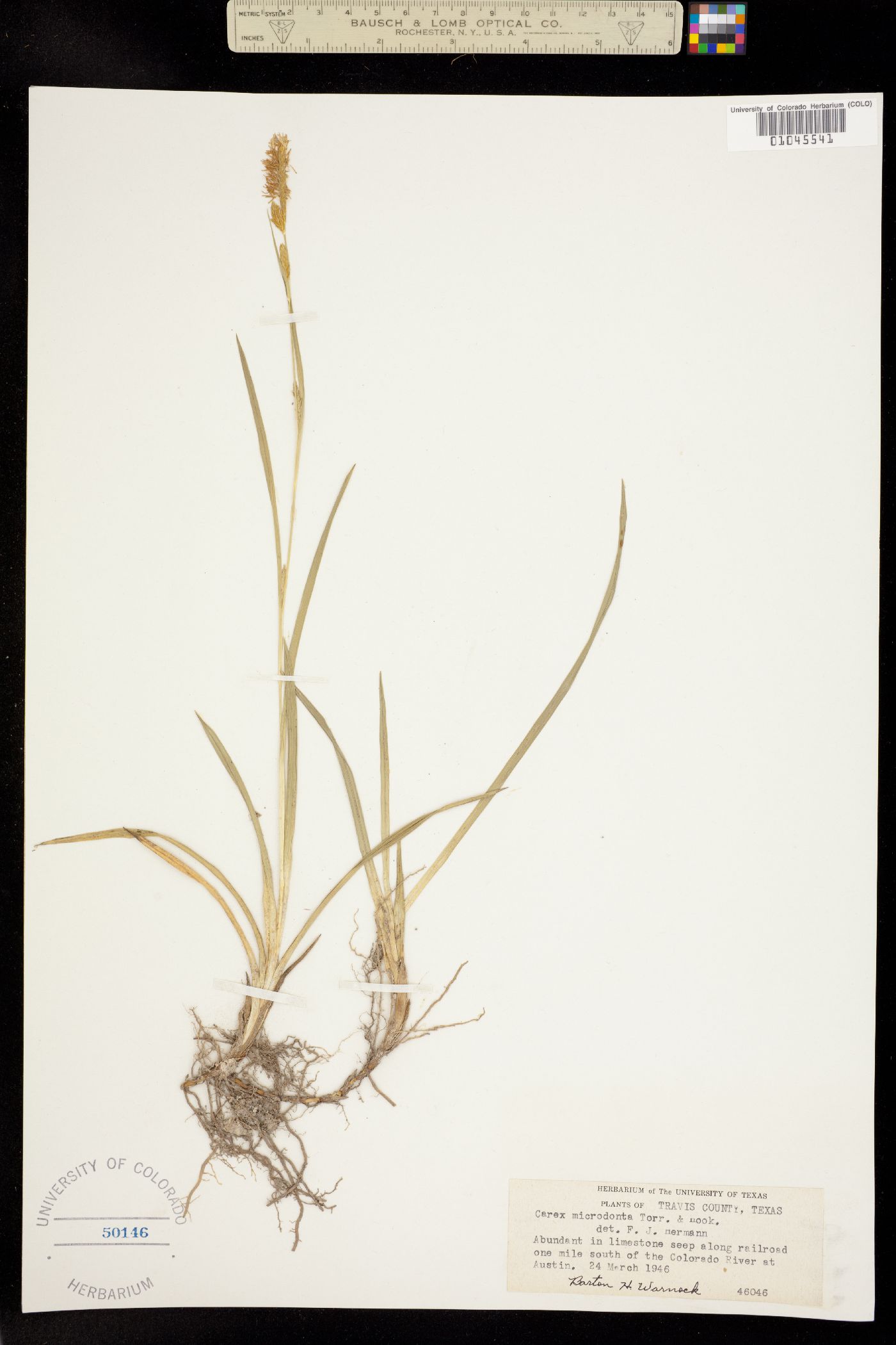 Carex microdonta image