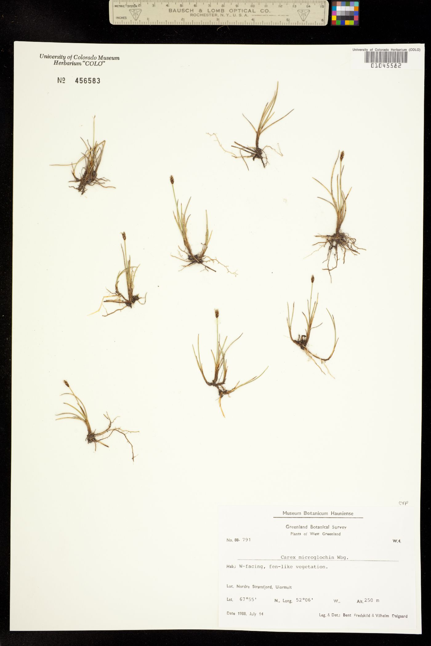 Carex microglochin image