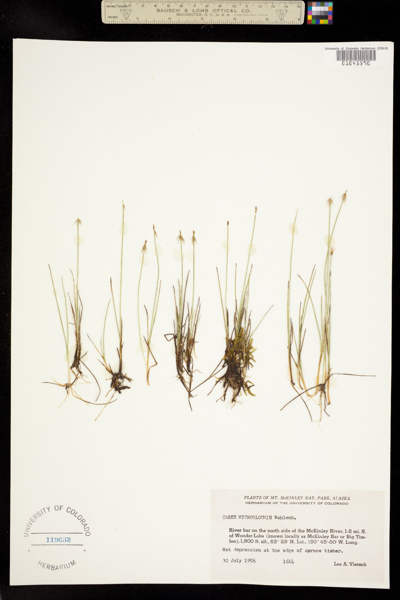 Carex microglochin image