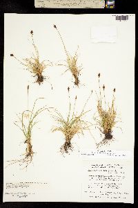 Carex micropoda image