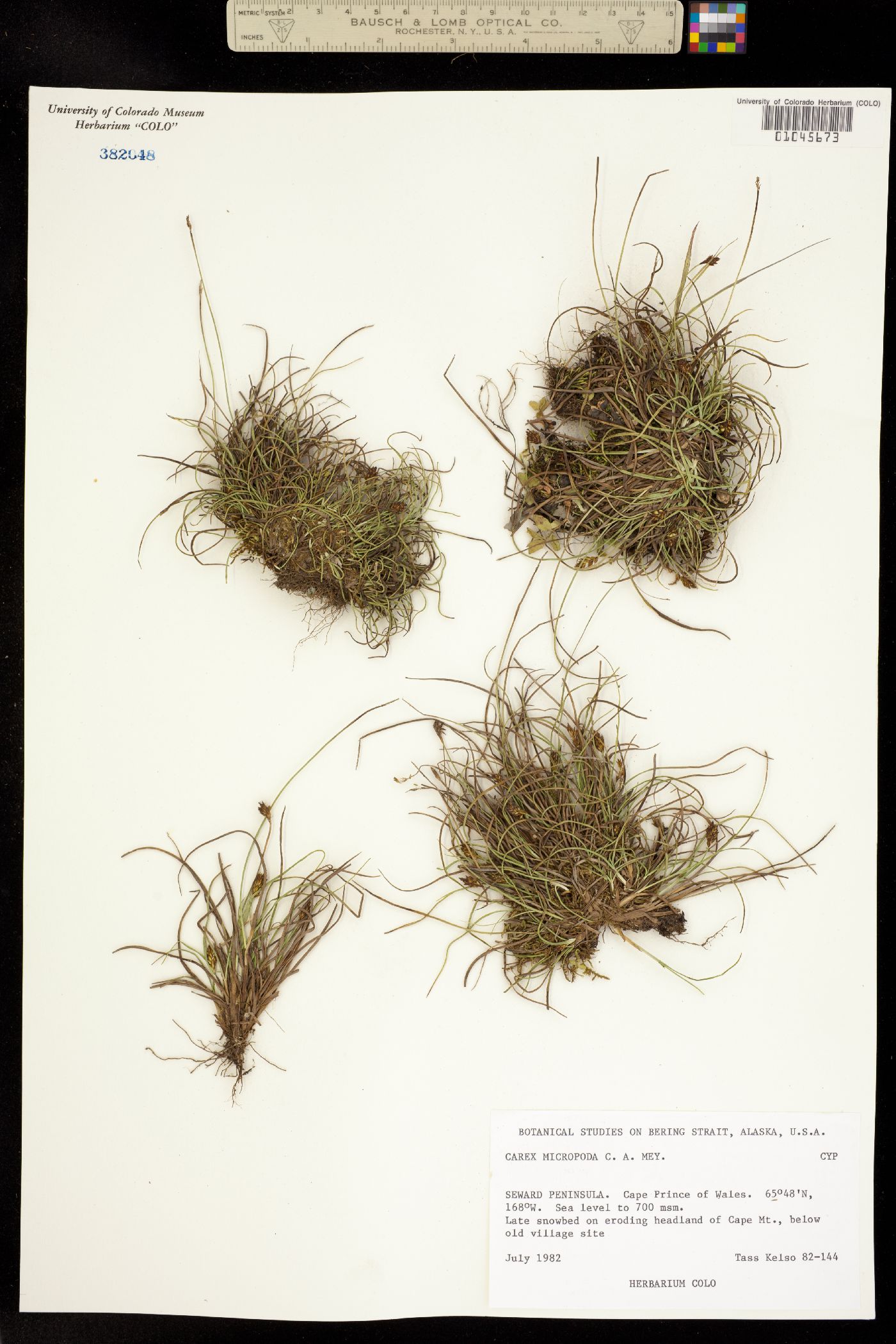 Carex micropoda image