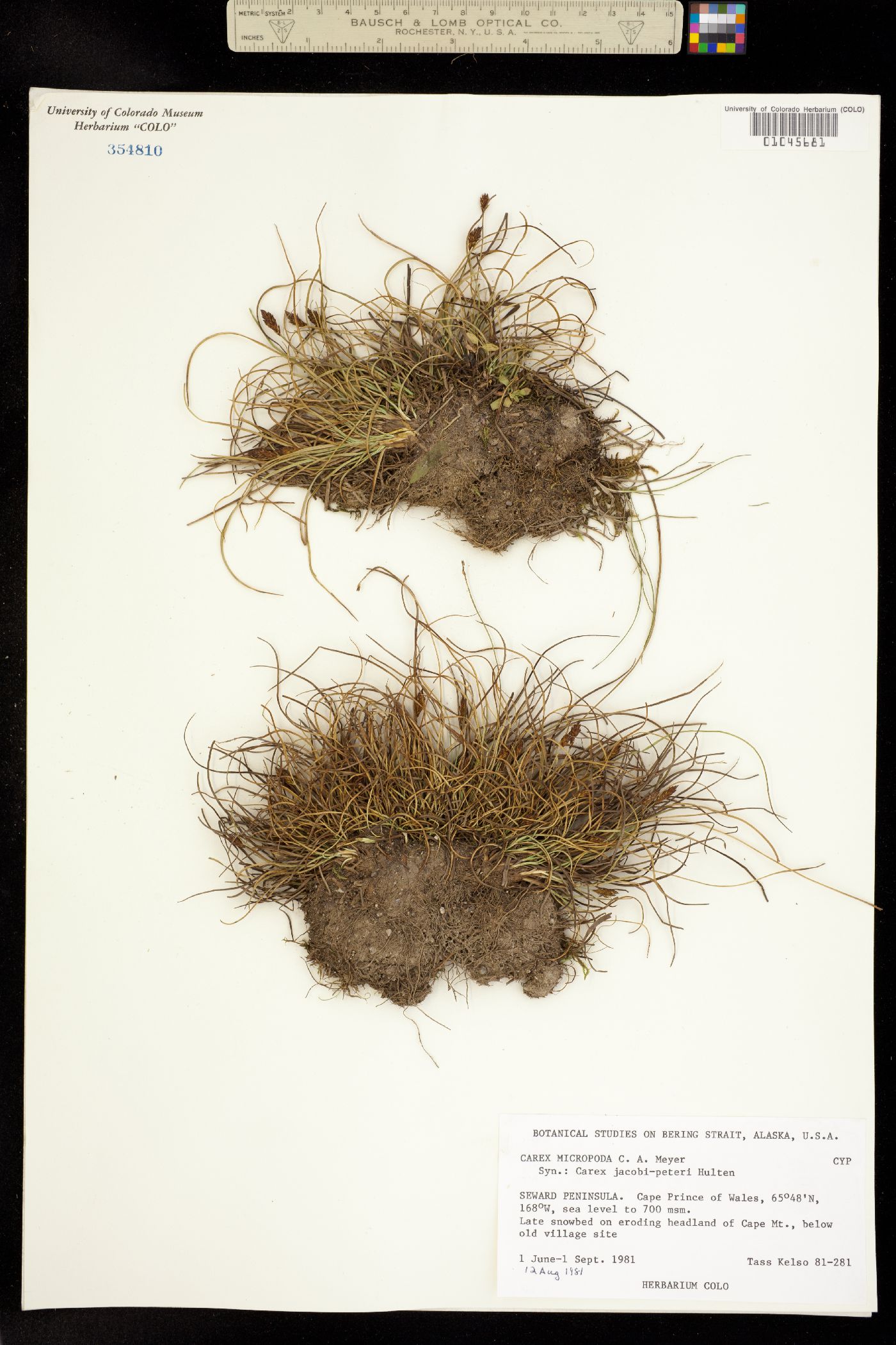 Carex micropoda image