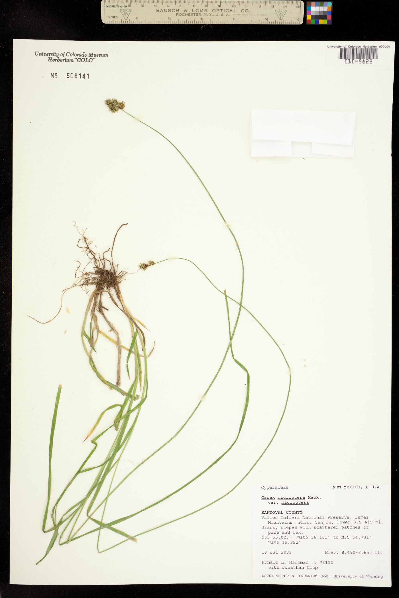 Carex microptera image
