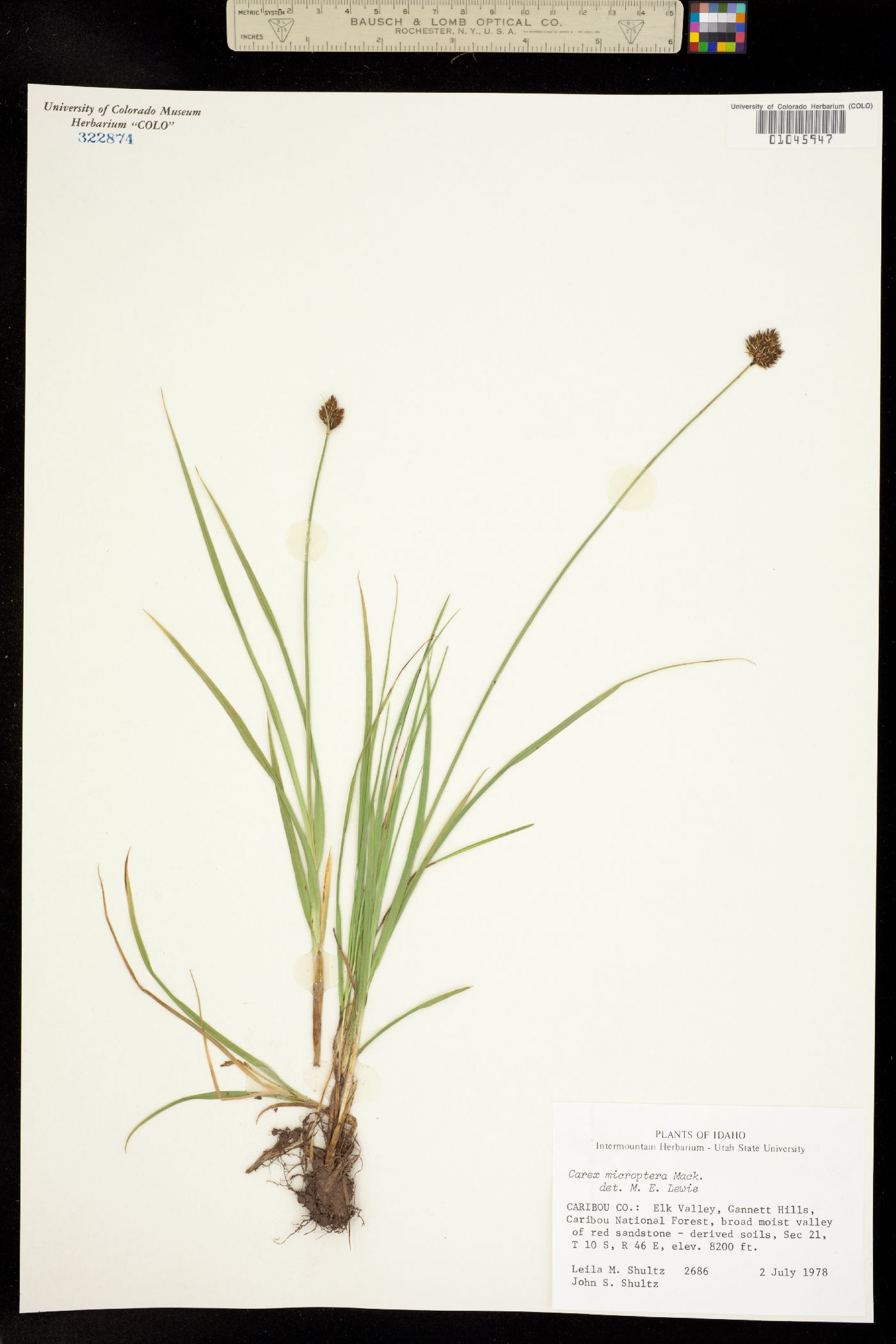 Carex microptera image