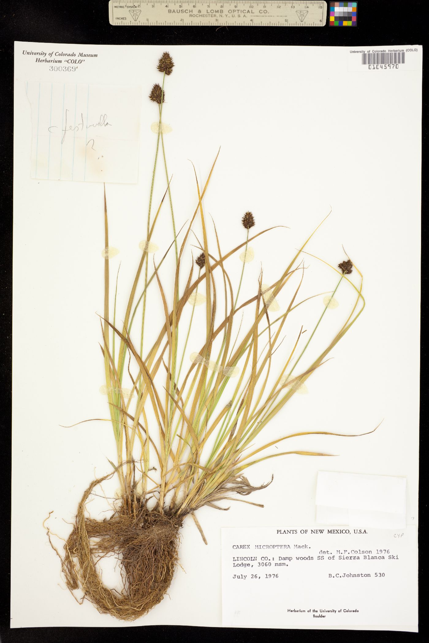 Carex microptera image