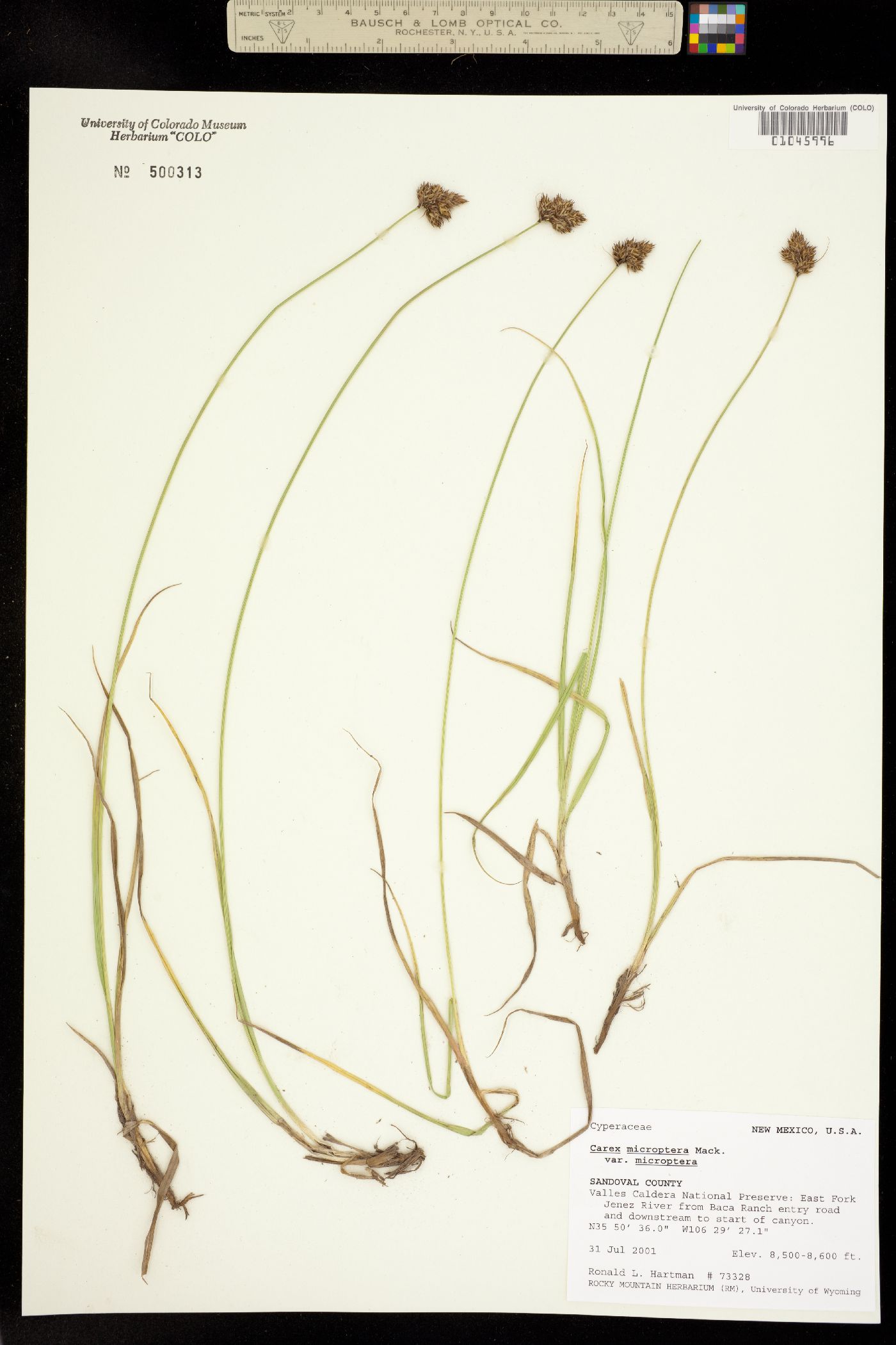 Carex microptera image