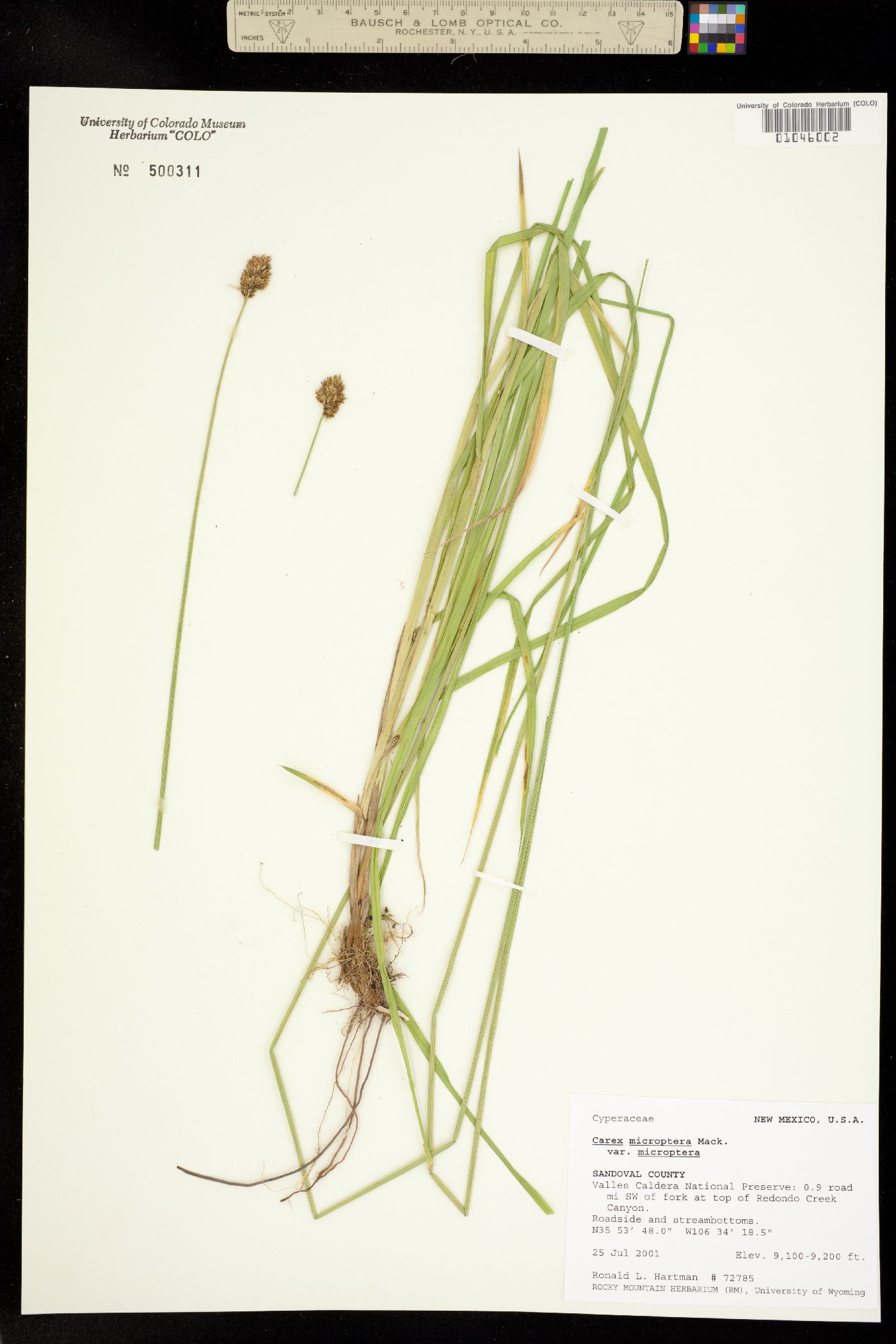 Carex microptera image