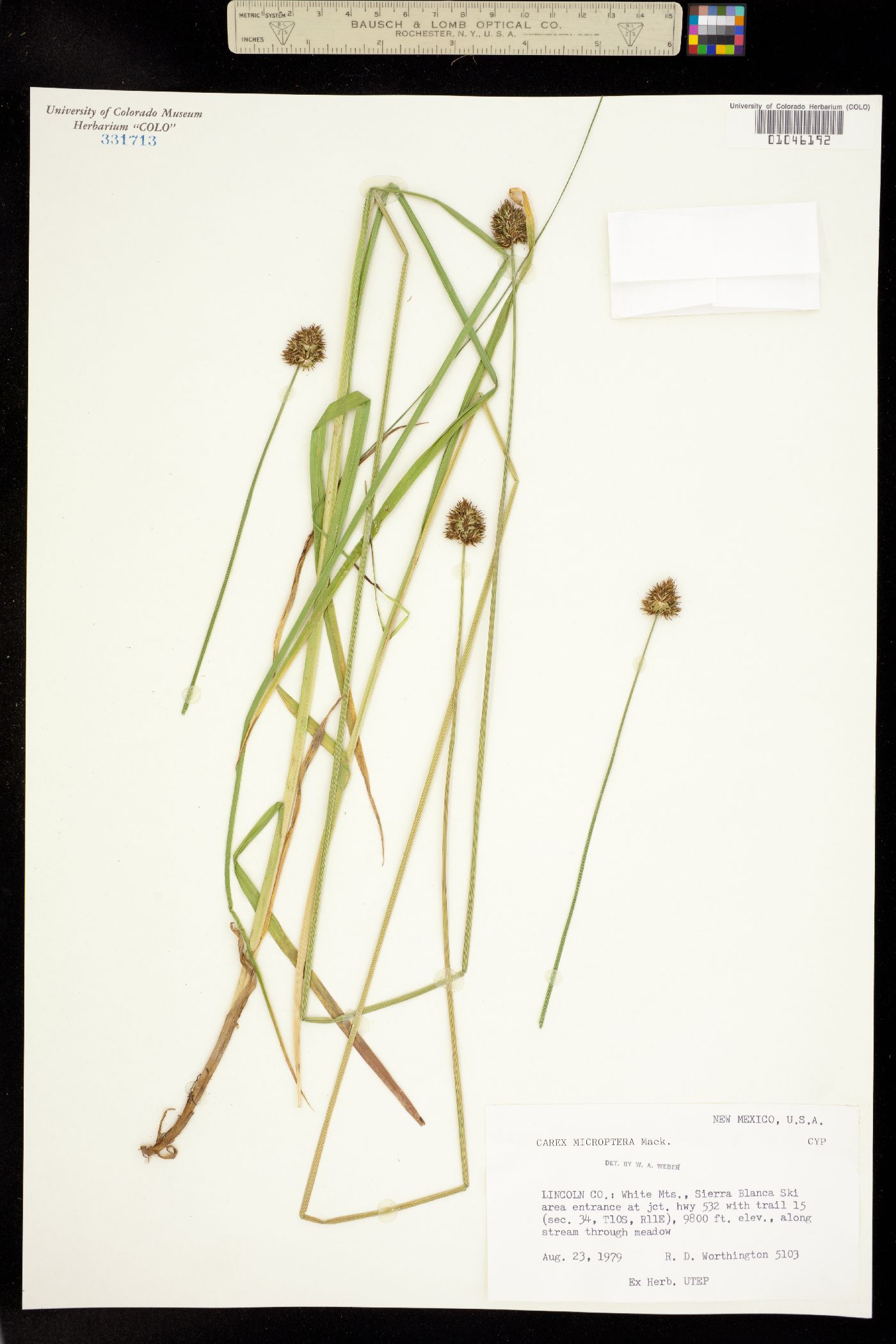 Carex microptera image