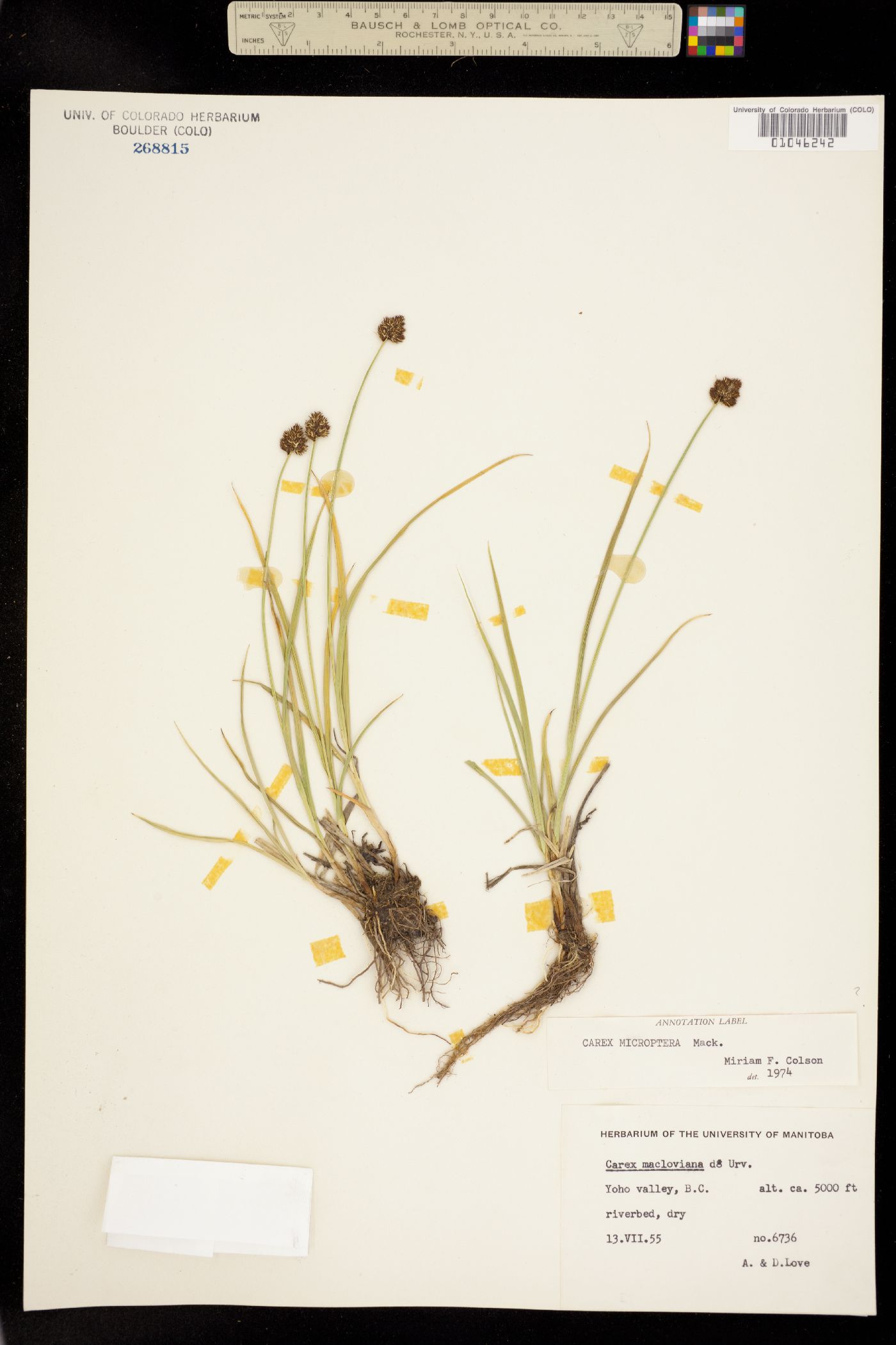 Carex microptera image