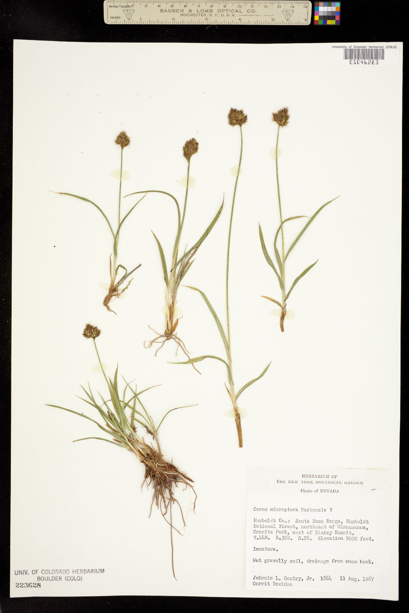Carex microptera image