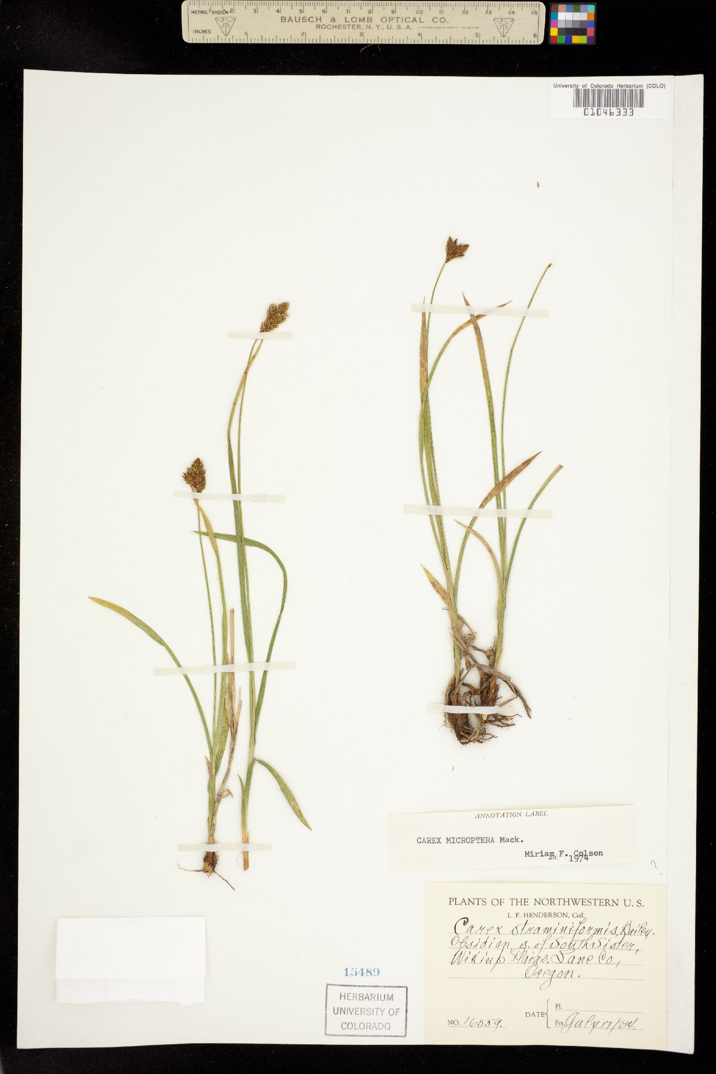 Carex microptera image