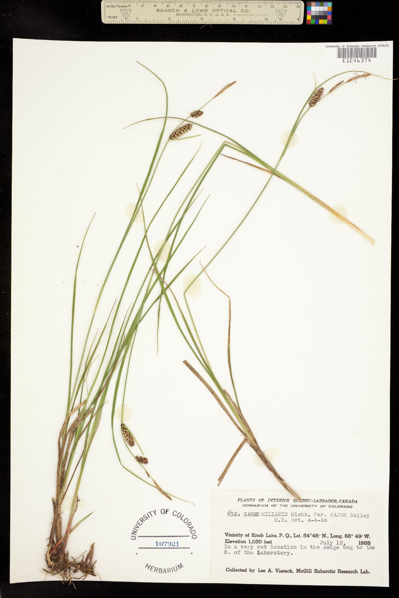 Carex saxatilis image