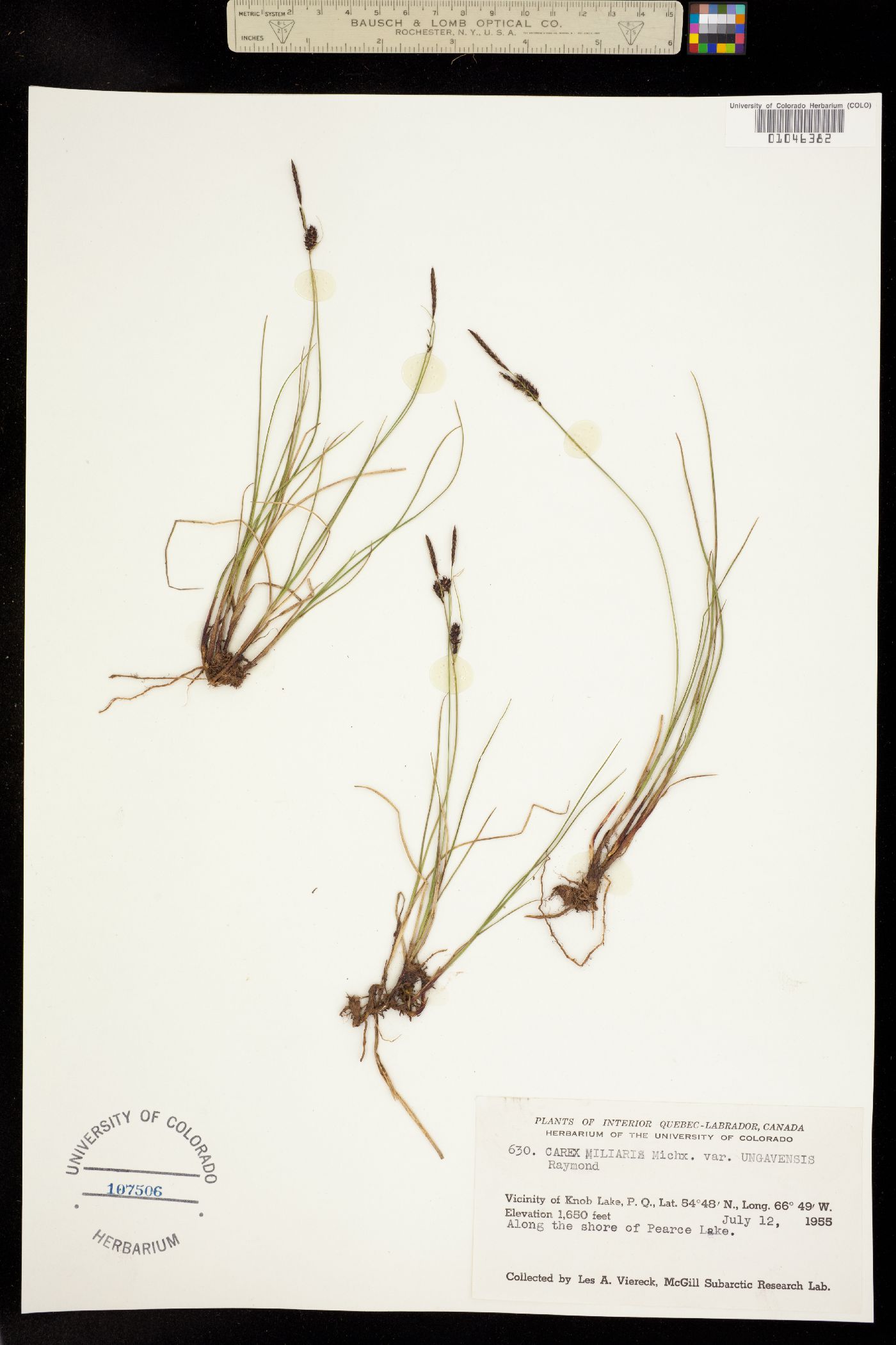 Carex saxatilis image