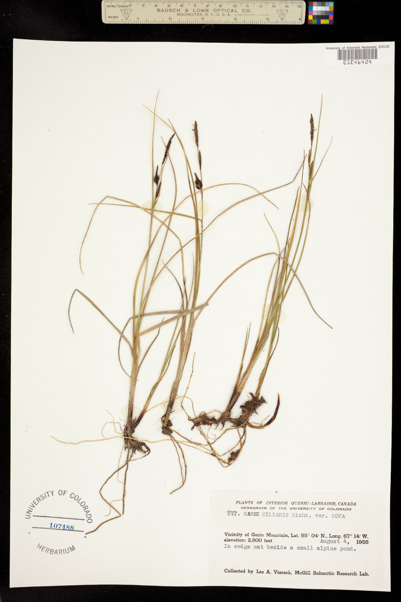 Carex saxatilis image