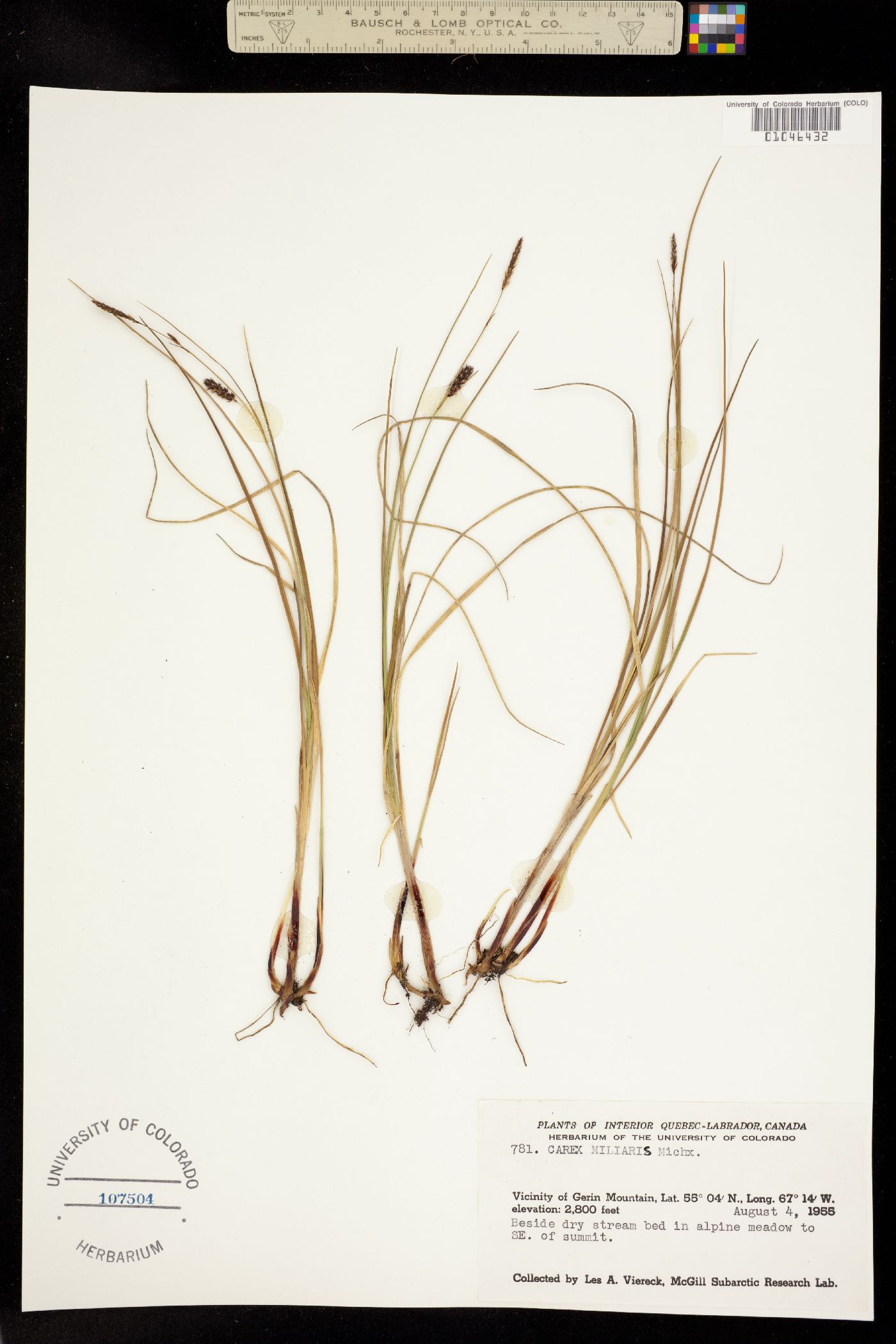 Carex saxatilis image