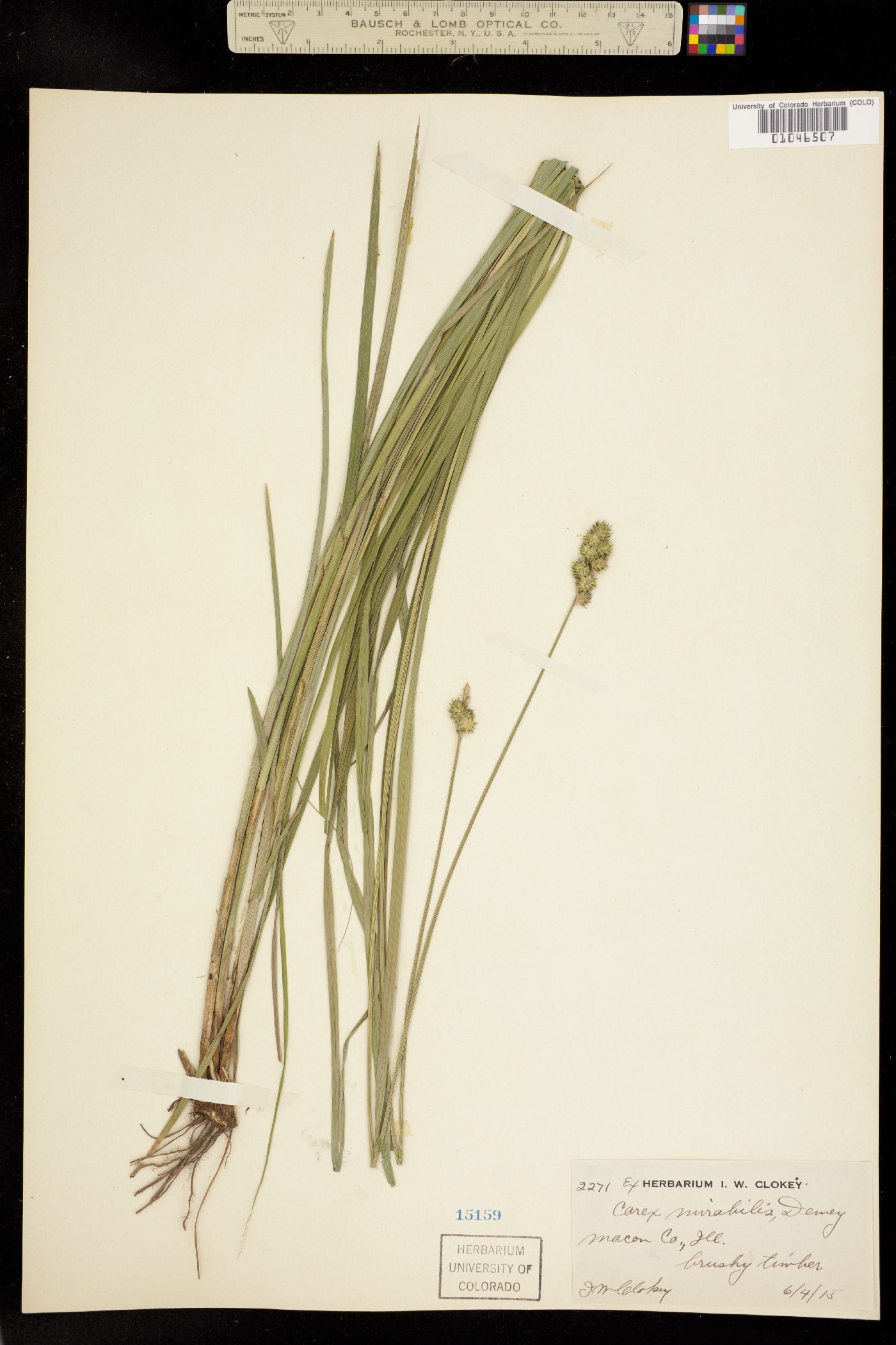 Carex mirabilis image