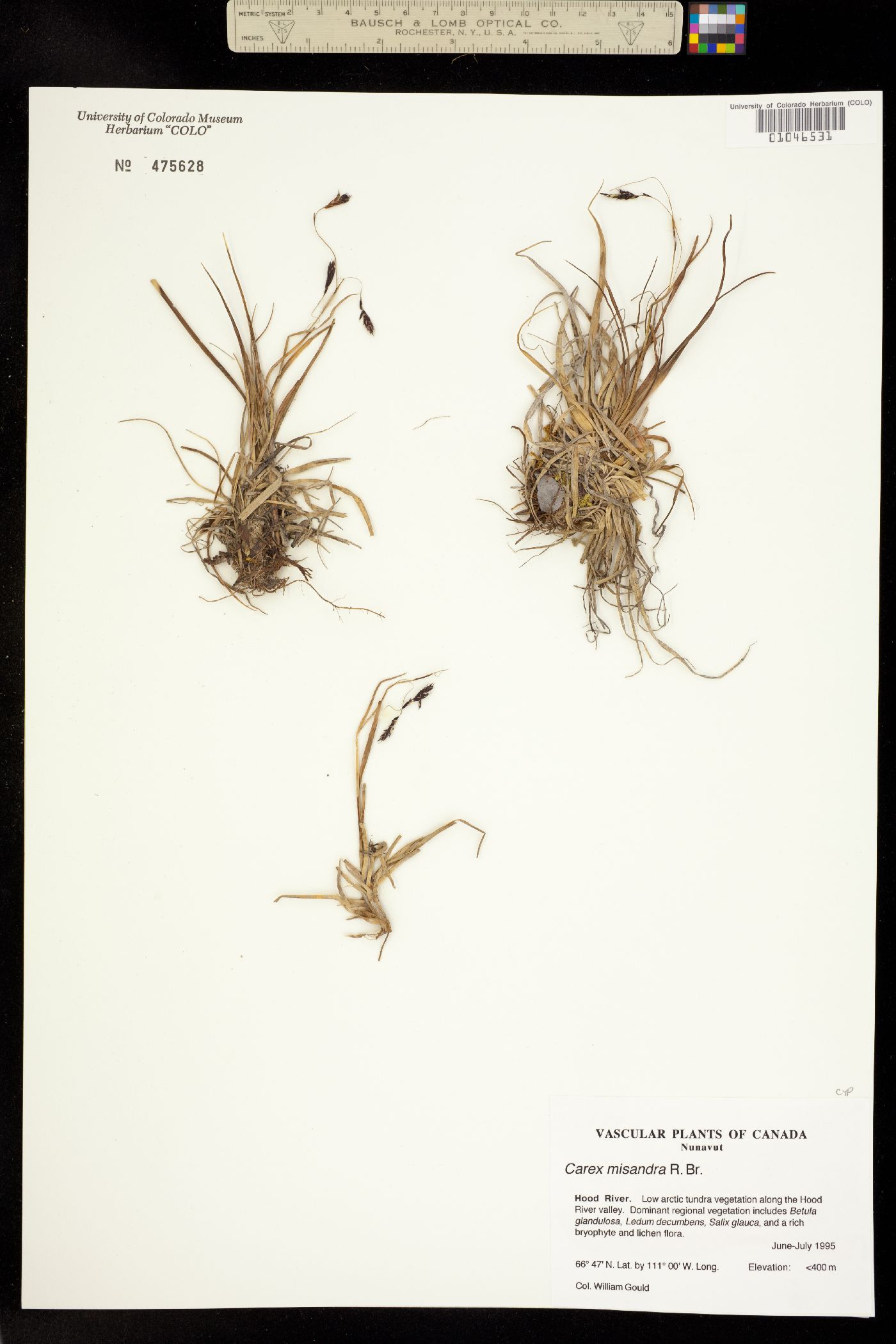 Carex fuliginosa image
