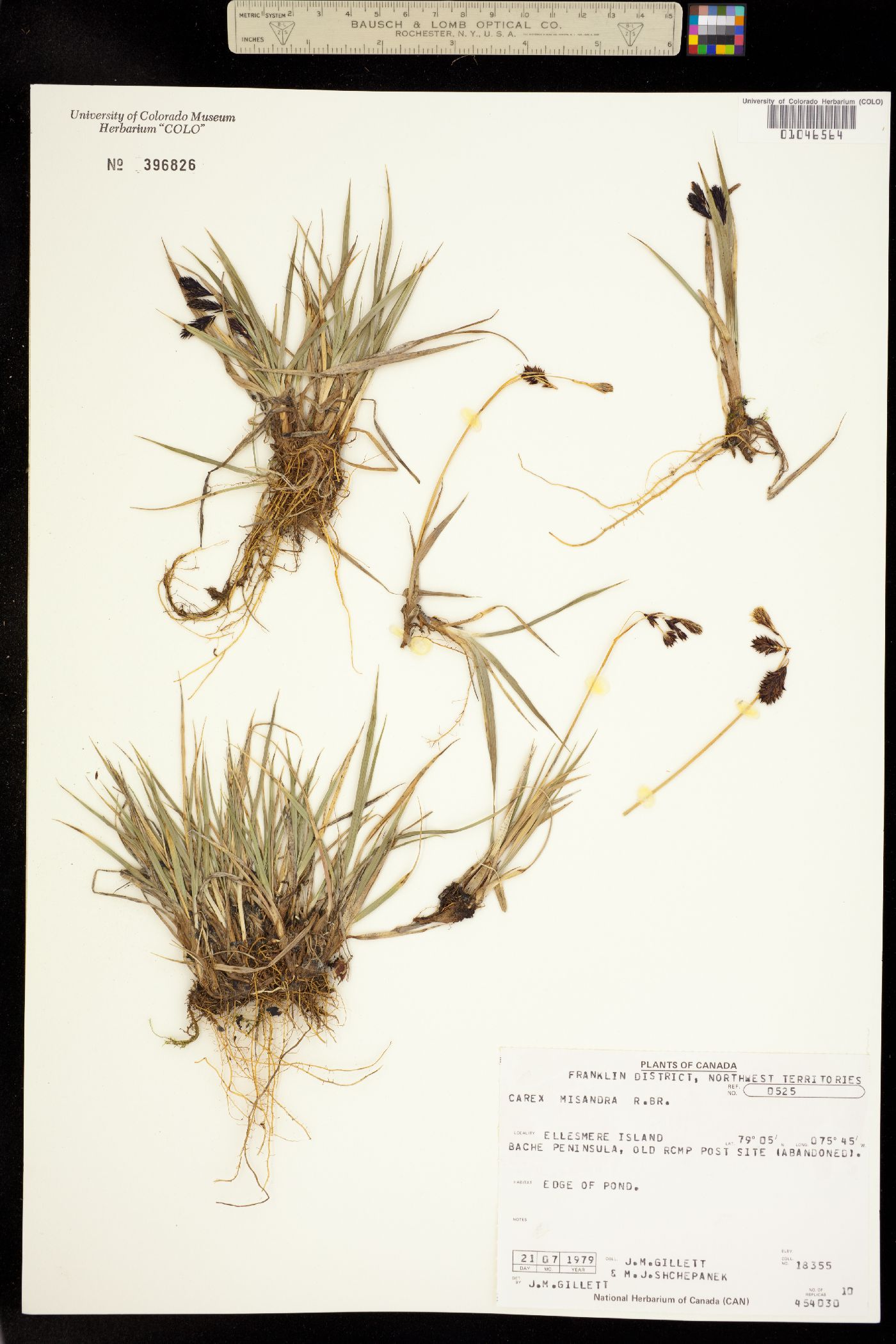Carex fuliginosa image